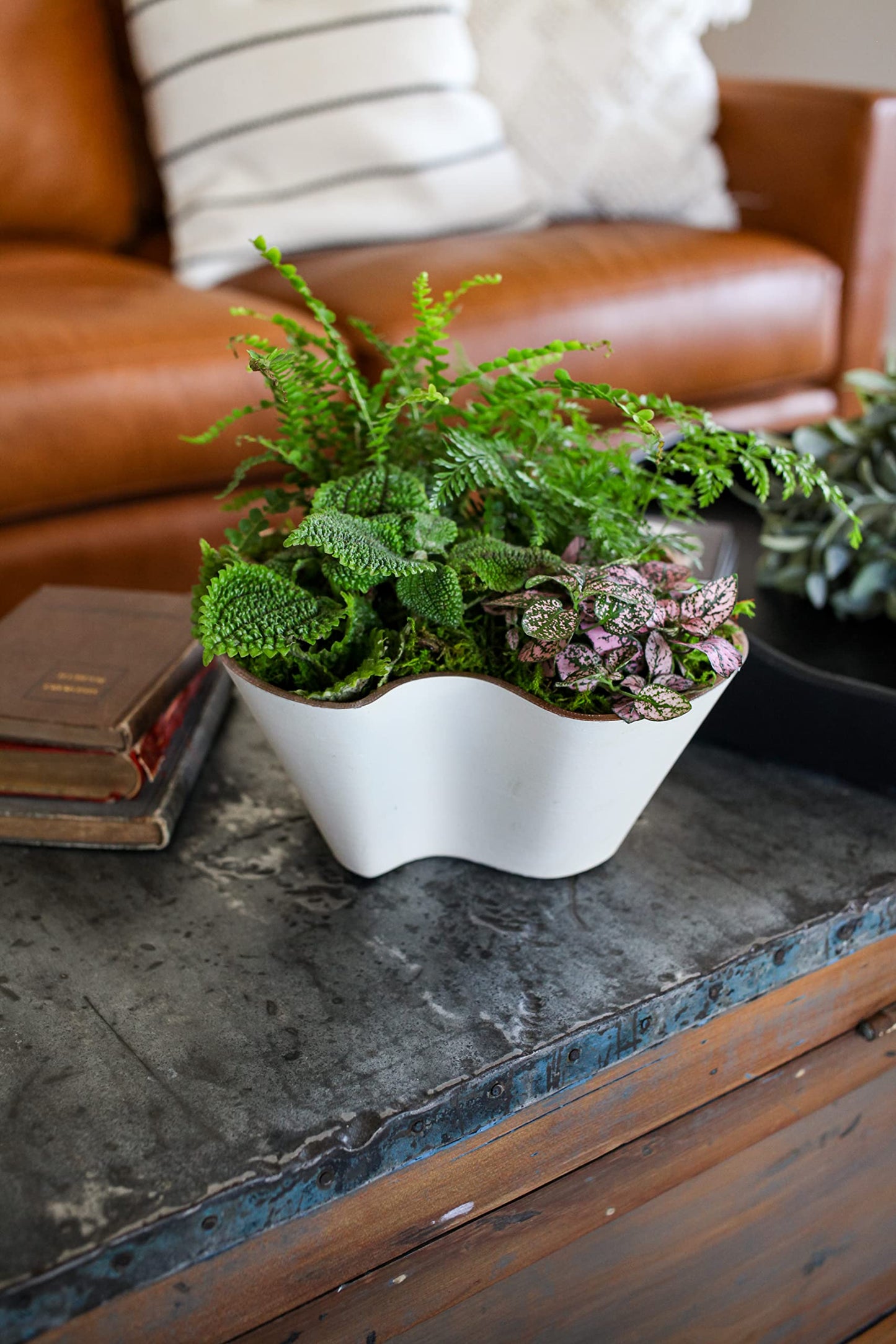 The HC Companies 6 Inch Venus Succulent Planter - Unique Decorative Shallow Plastic Plant Pot with Drainage, Vanilla Bisque