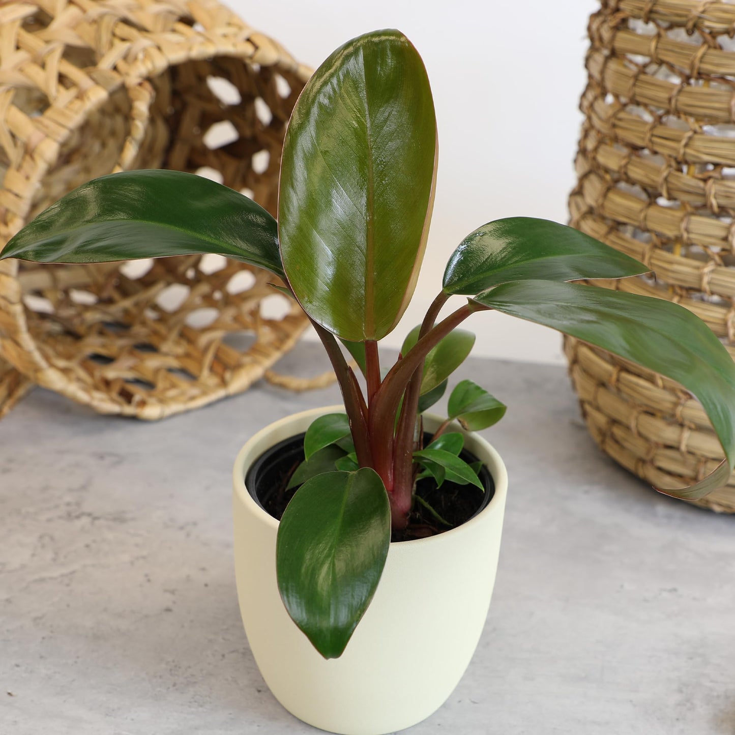 Live Philodendron Houseplants (3PK) Indoor Houseplant Philodendrons Mix Pack, Real Plant Box, Rotating Assortment