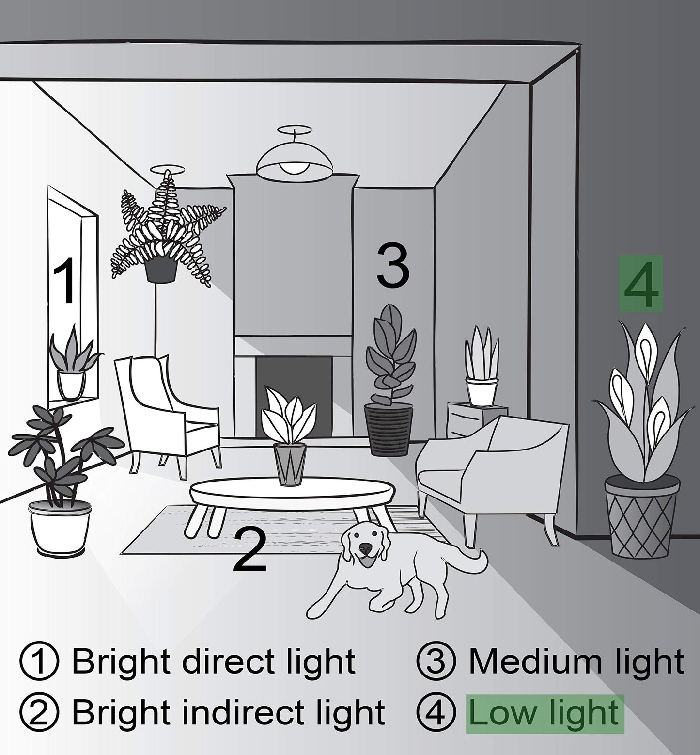 Thorsen's Greenhouse Low Light Houseplant Set, Easy Care Plants, Set of 3 Plants, Live Indoor Plants, 4" Diameter, Classic Pots (White)