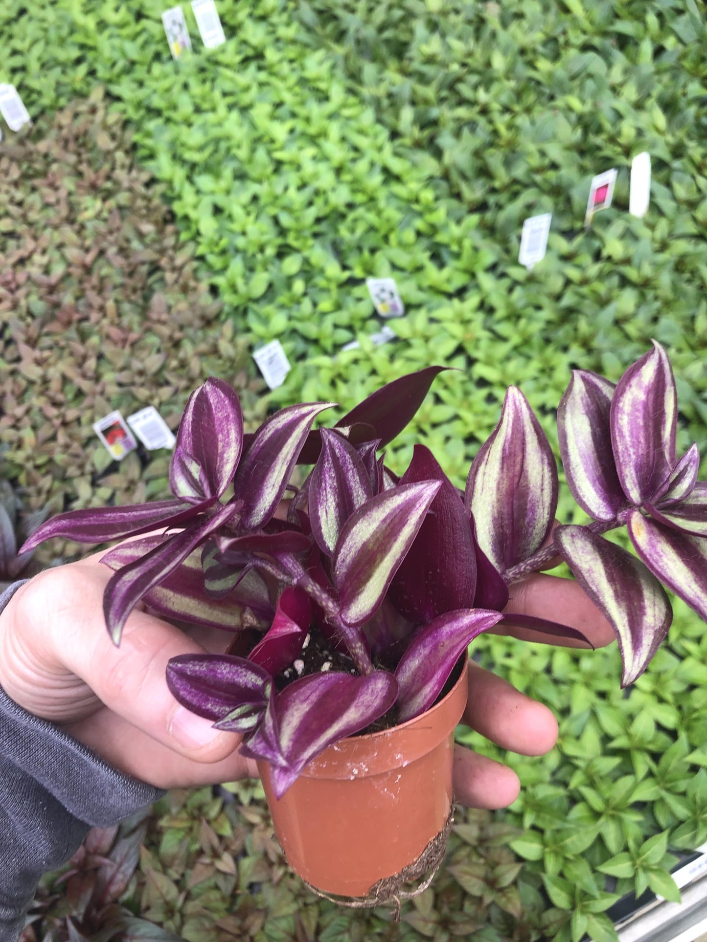 Generic Tradescantia Zebrina ~ Purple Wandering Jew ~ Easy Live houseplant for Home and Office, Green gray