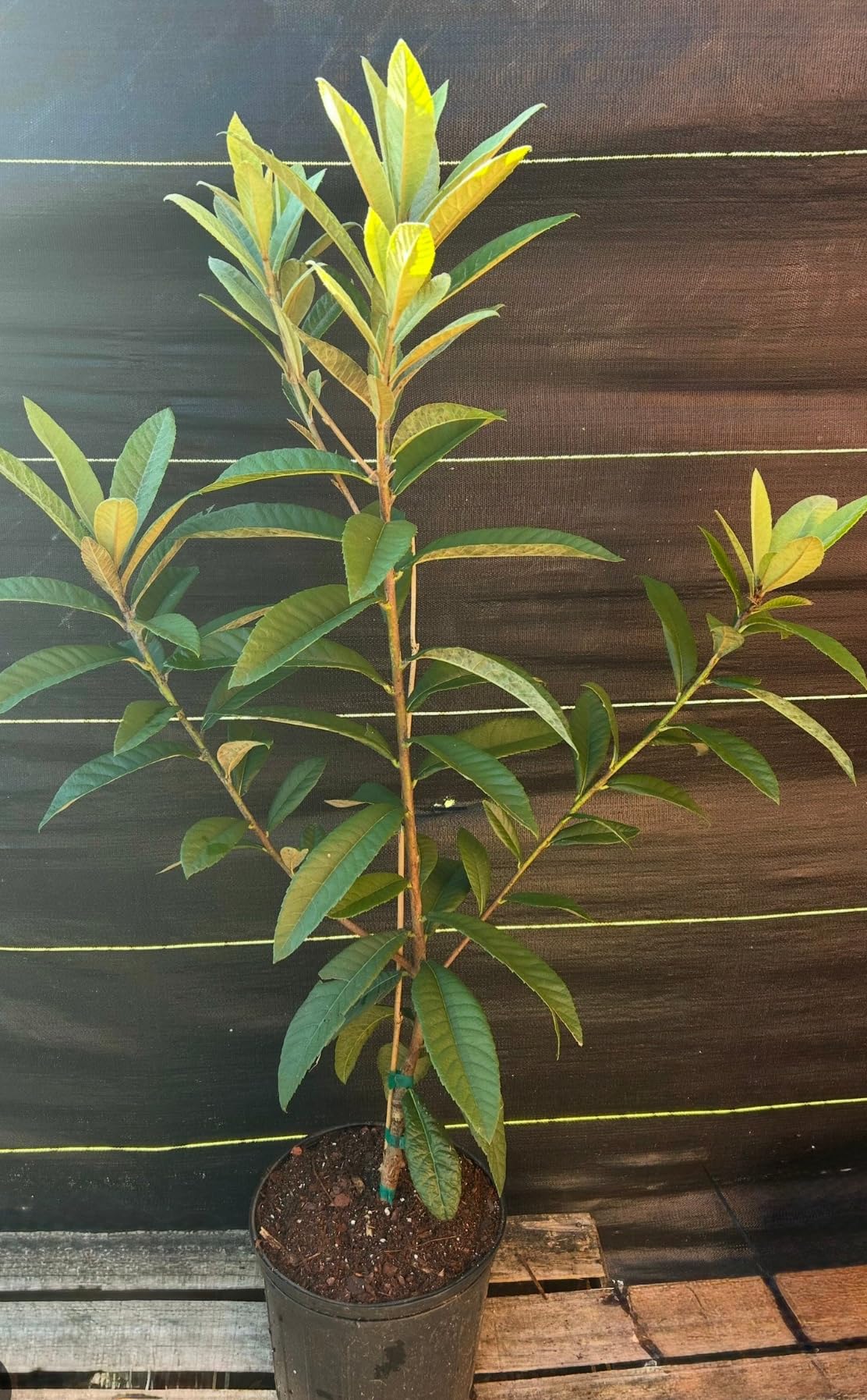 Big Loquat (Eriobotrya Japonica) Nispero Japones Live Tree(Japanese Plum) Plant (2-3ft)