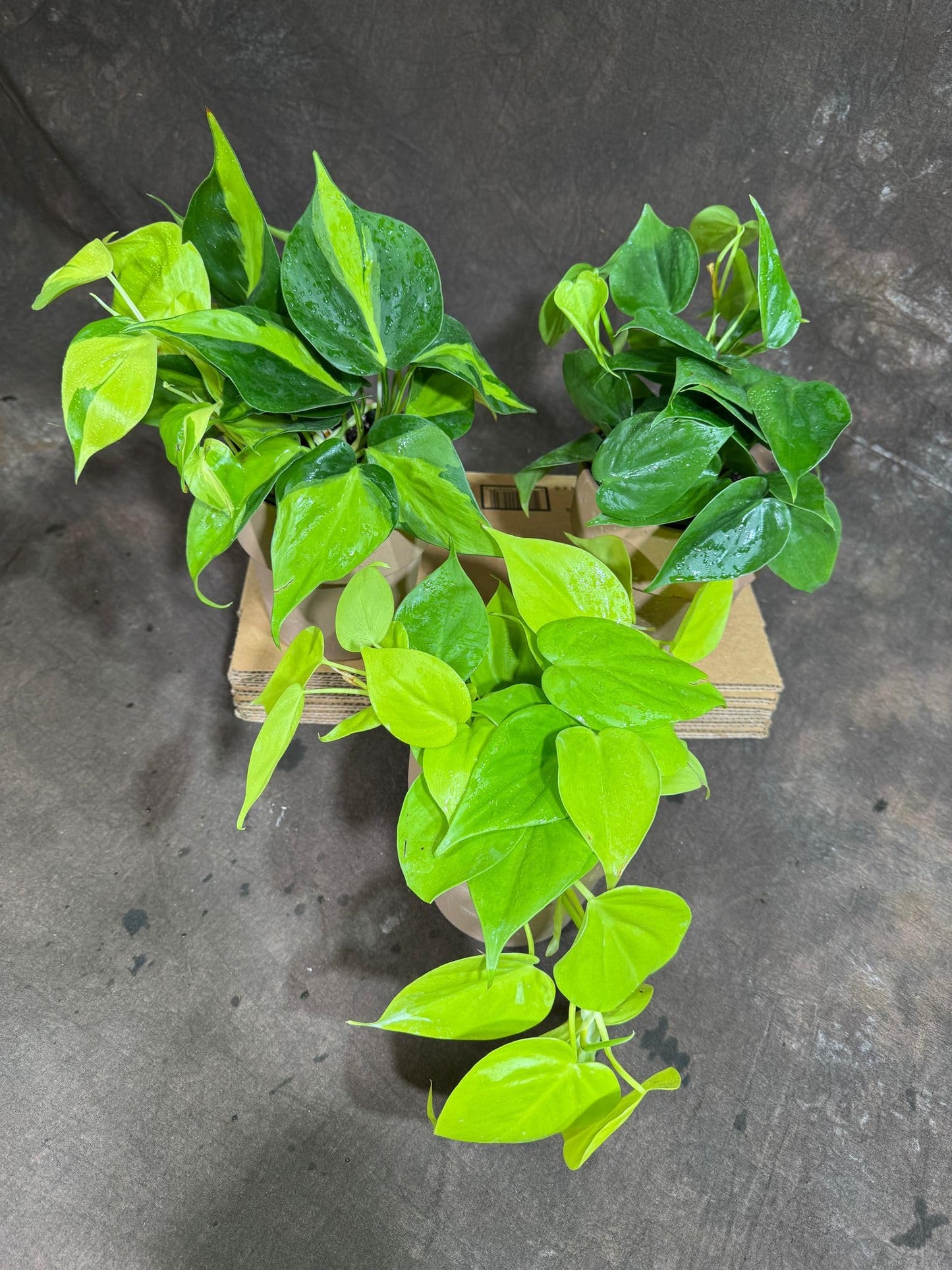 PLANTVERS Set of 3 Philodendron Plants in 4'' Nursery Pots – Brazil, Lemon Lime & Jade Heartleaf Philodendron Varieties – Live Indoor Vining Houseplants – Variegated Easy Care & Air Purifying Plants