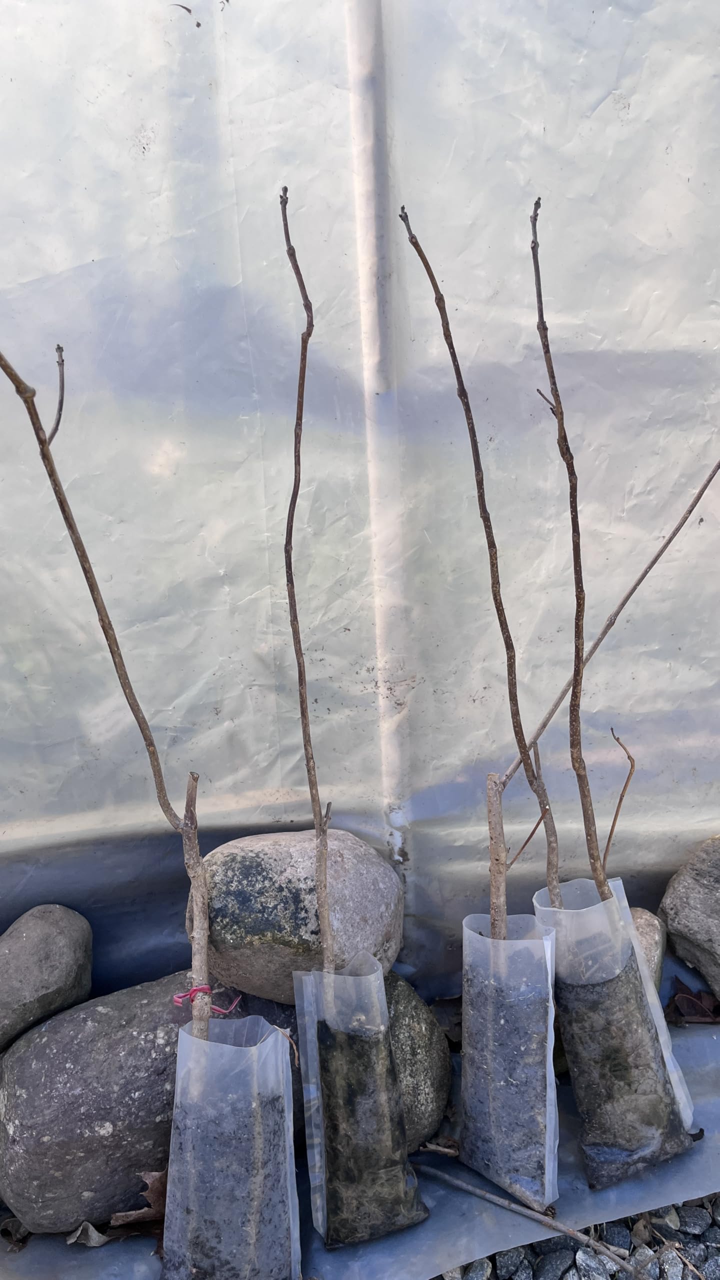 Catalpa speciosa, 2 Year Old 1-2 ft Tall,Northern Catalpa, Cigar Tree, Indian Bean, Sent with Roots Wrapped, no Leaves.