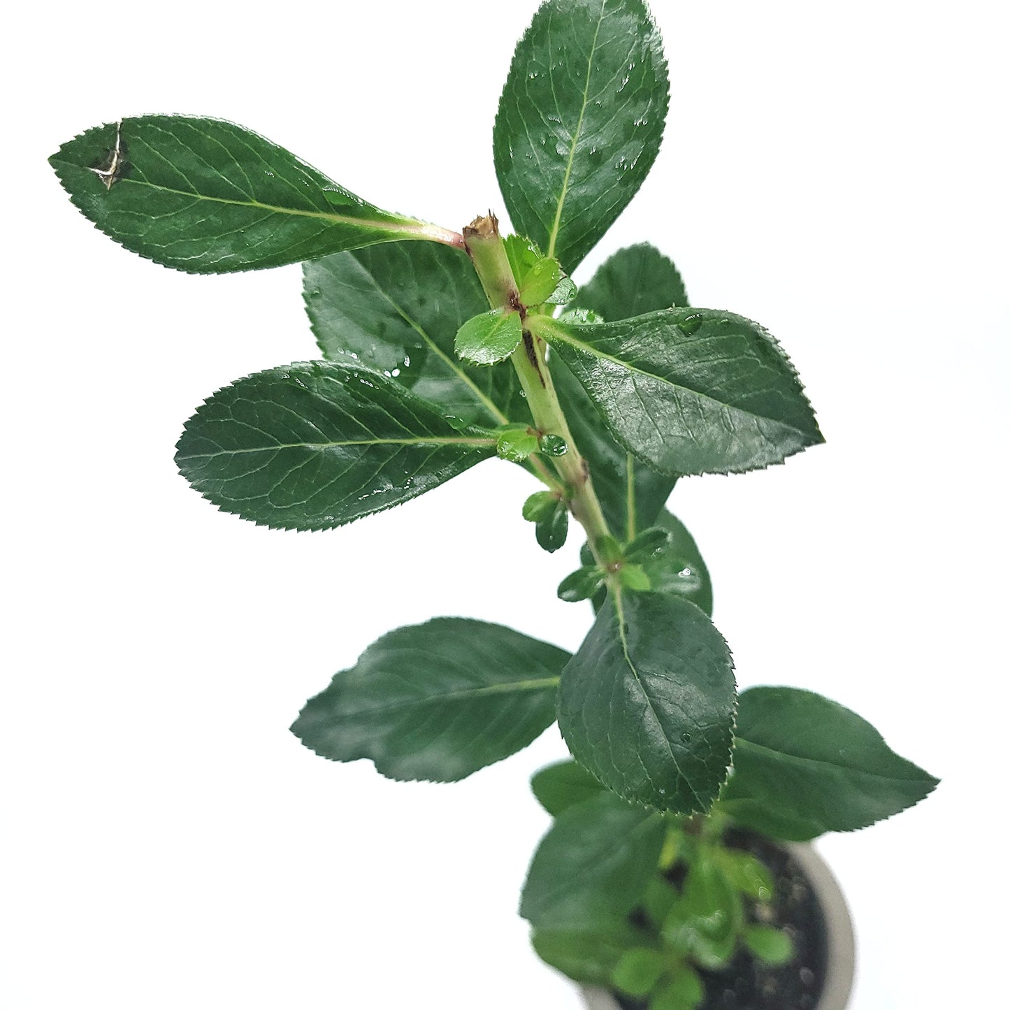 Pink Escallonia Fradesii | Live Plant One Stem 2" Pot Starter Plant | California Grown