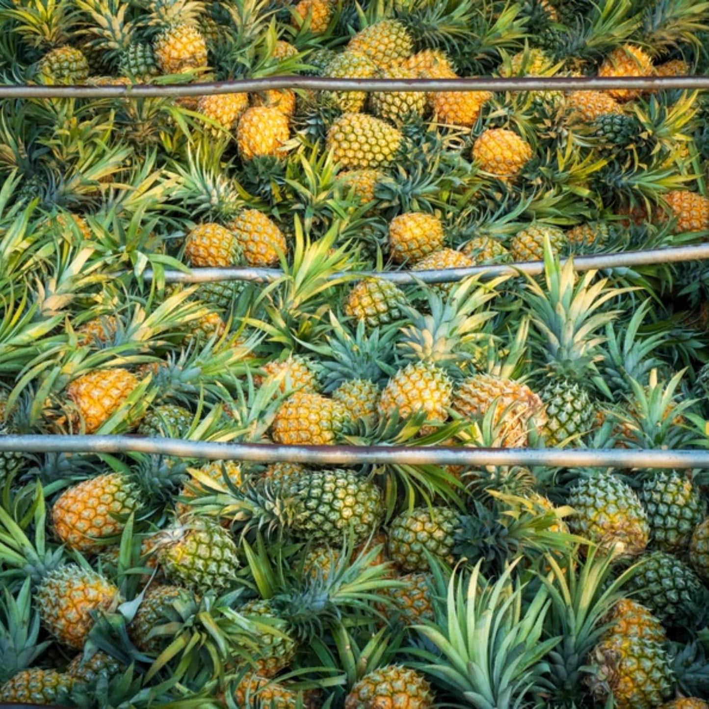 Gold Pineapple Plant Live, Cold Hardy Pinapple Fruit Tree 4-6 Inc, Tropical Plant for Garden