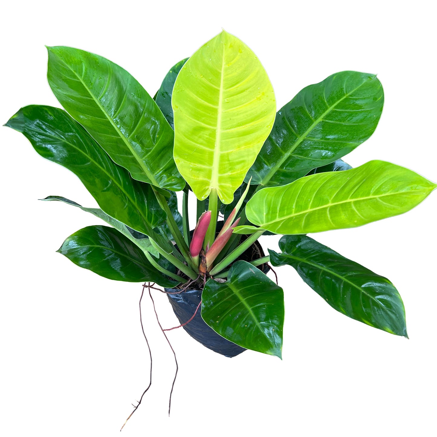 LEAL PLANTS ECUADOR Philodendron Moonlight, Neon Foliage & Easy-Care Nature, Tropical Houseplant, Natural Air Purifier, Perfect for Home Decor, Unique Gift for Plant Lovers
