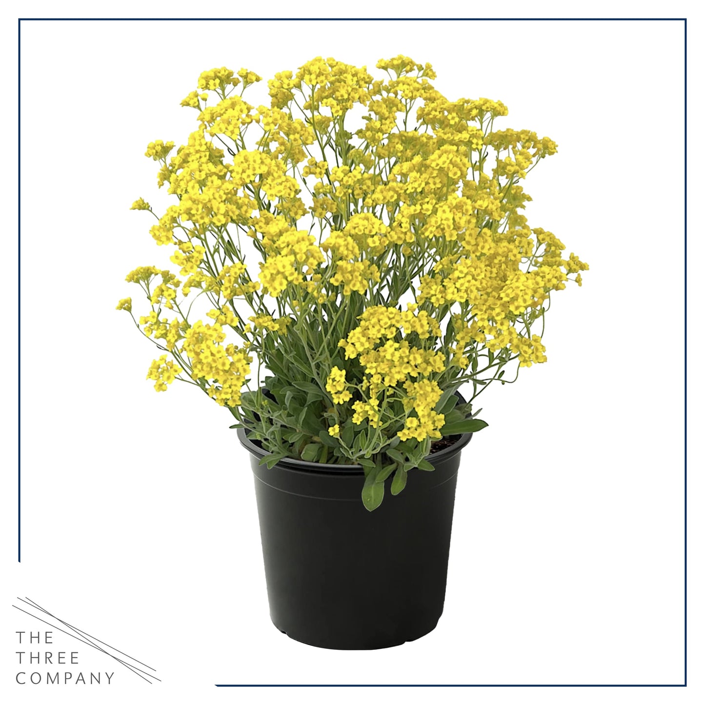 Live Flowering Alyssum - Yellow - Beautiful Mounding Perennial - 12" Tall by 6" Wide in 2.5 Qt Pot