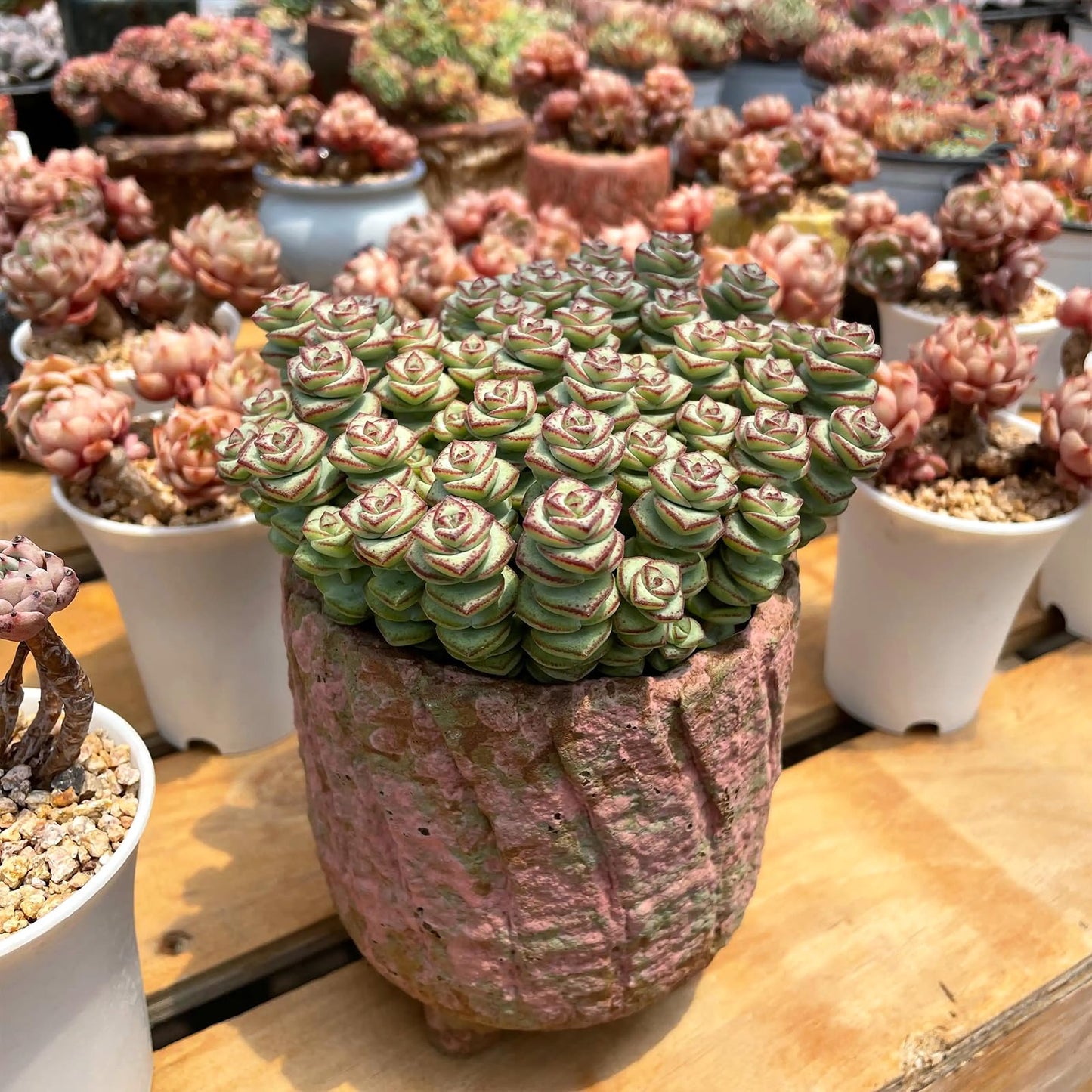 Sprout N Green 4" String of Buttons, Live Crassula 'Baby's Necklace' Trailing Succulent Rooted in Pot, Houseplant for Home Office Hanging Decoration, DIY Projects, Party Favor, Keep Away from Pets