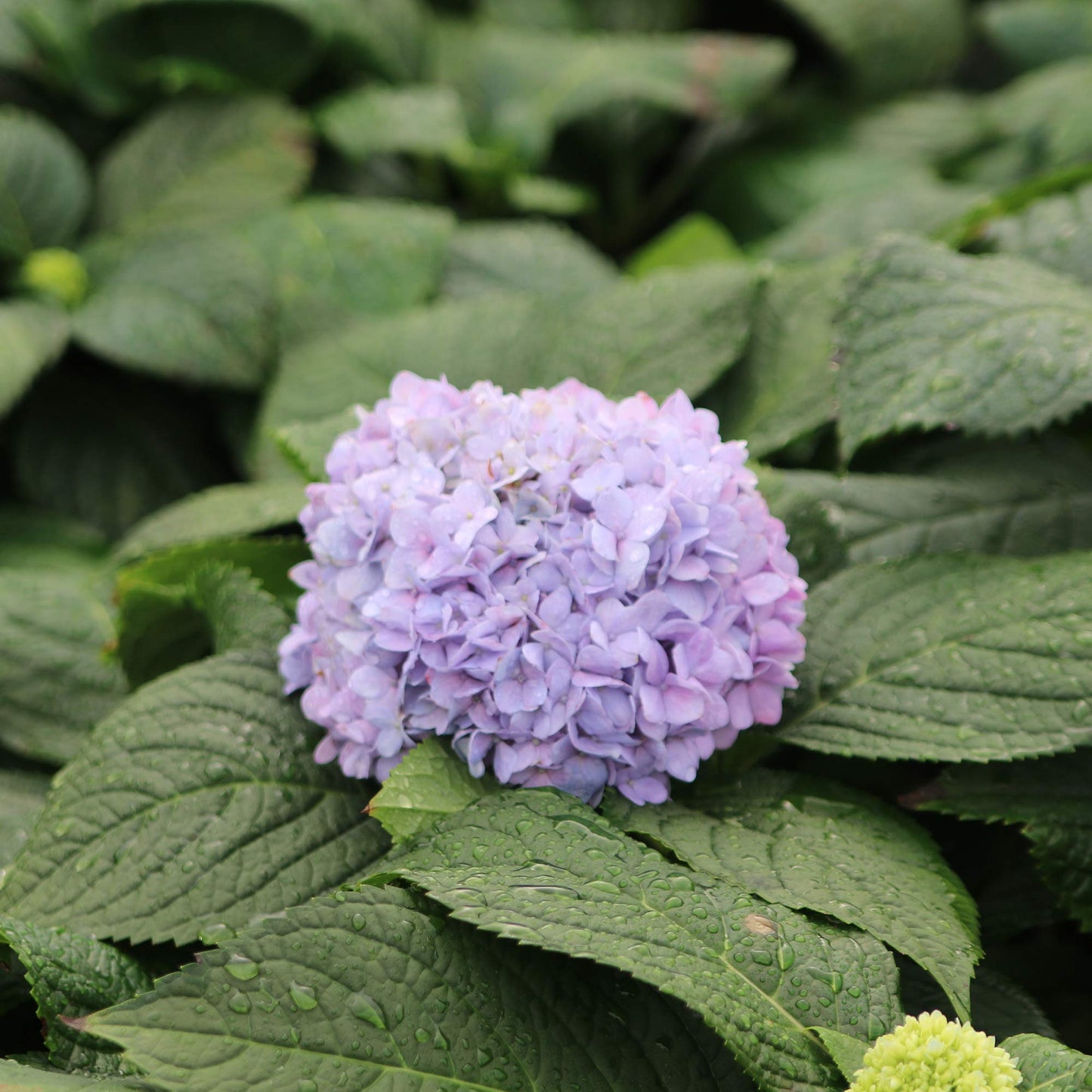 PERFECT PLANTS Penny Mac Hydrangea Live Plant, Includes Care Guide