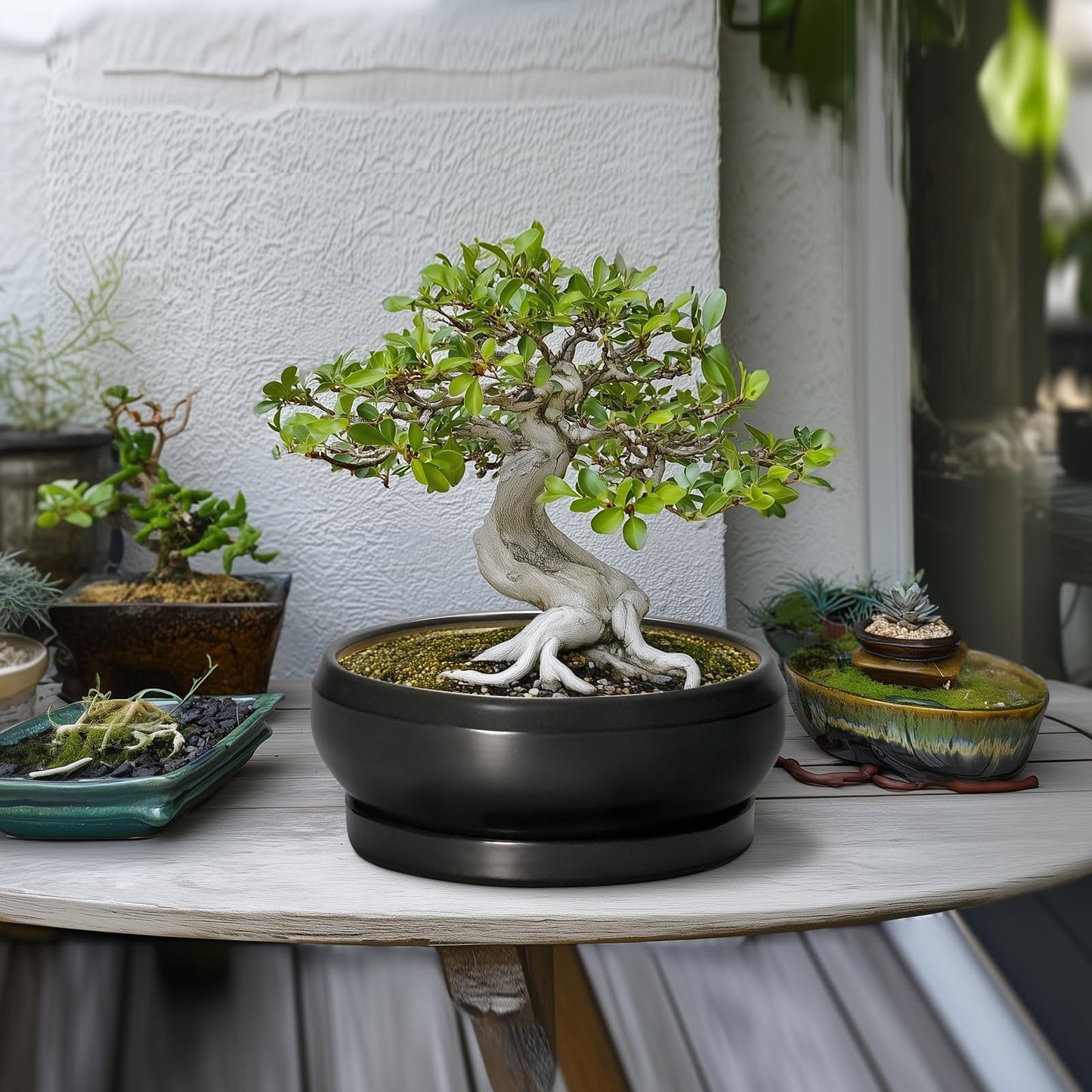EPFamily Bonsai Pots 10 Inch - Ceramic Succulent Planters Indoor Outdoor, Bonsai Pots with Drainage Hole and Tray, Modern Shallow Planter, Round Bowl Planter, Garden Decor, Garden Gift, Black