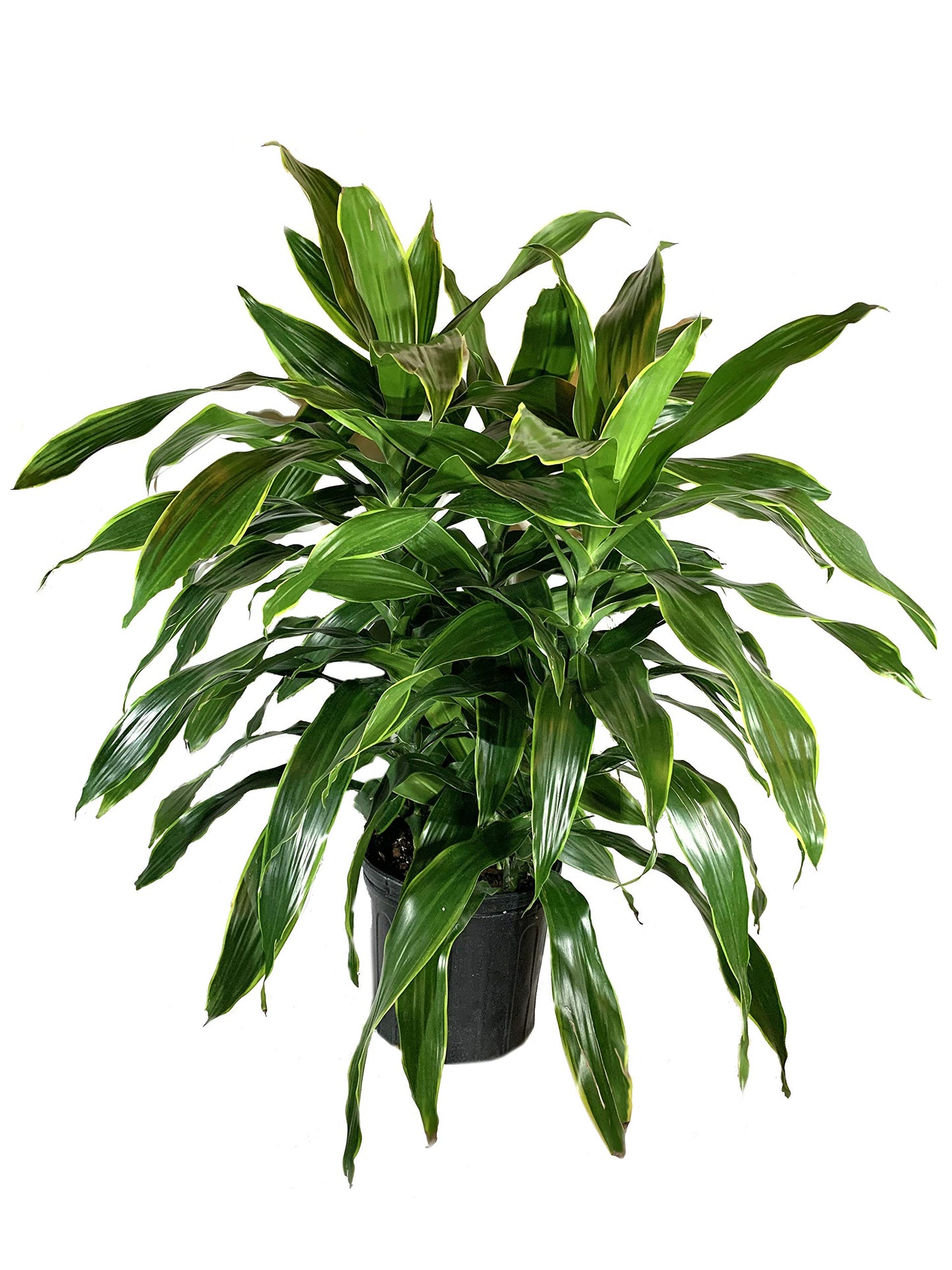 Dracaena Art Carmen - Live Plant in an 10 Inch Growers Pot - Dracaena Deremensis “Art Carmen” - Beautiful Indoor Air Purifying Houseplant