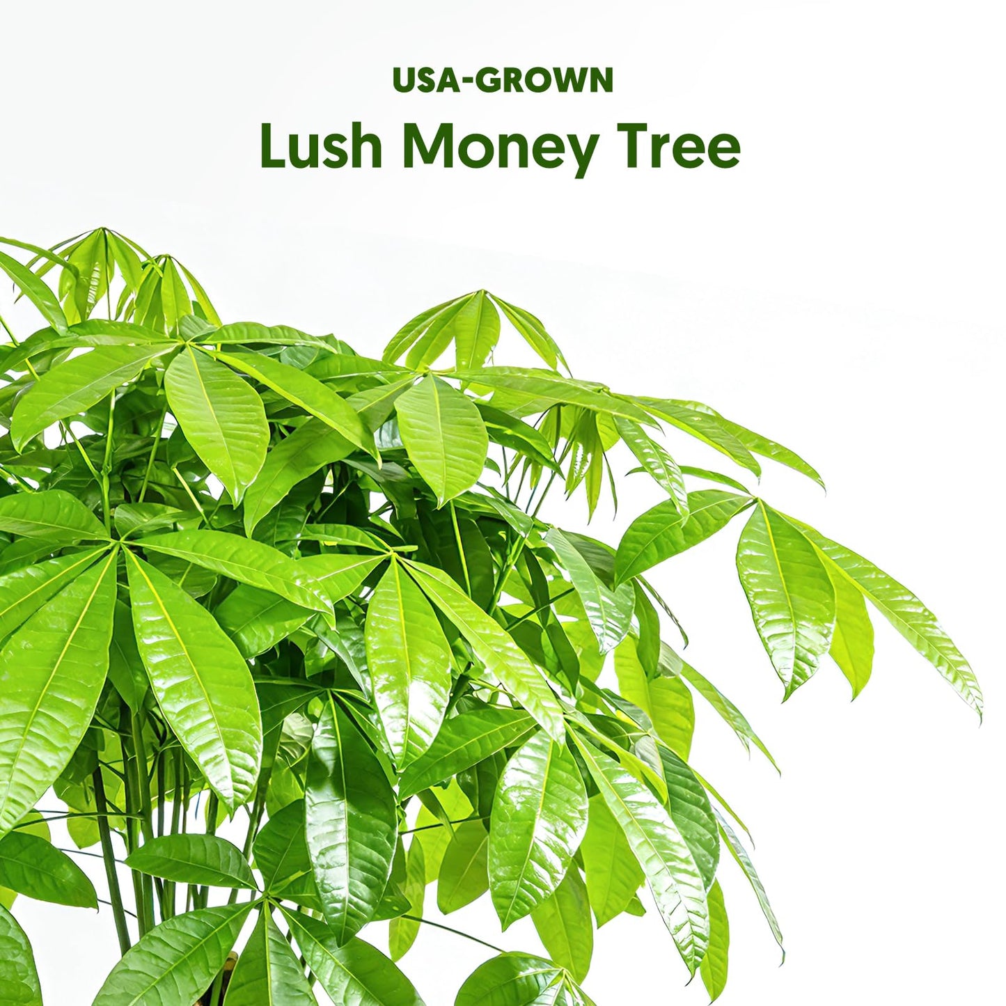 Live Plants Money Tree in 4" Gold-Gray Pot, Easy to Grow Houseplant, Indoor Bonsai, Home Office Decor, Birthday Housewarming Gift