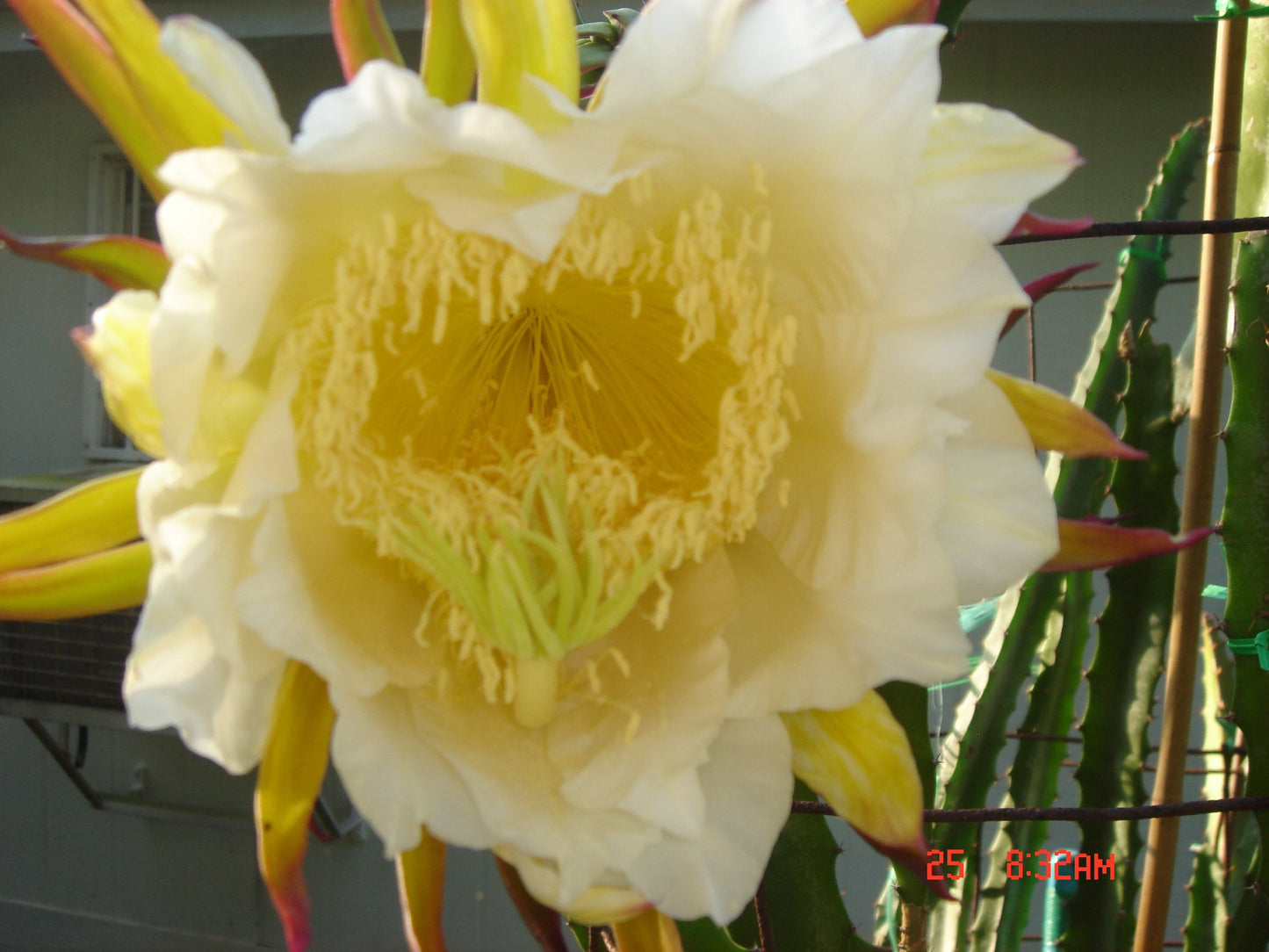 Dragon Fruit" 12 Inch" Cutting