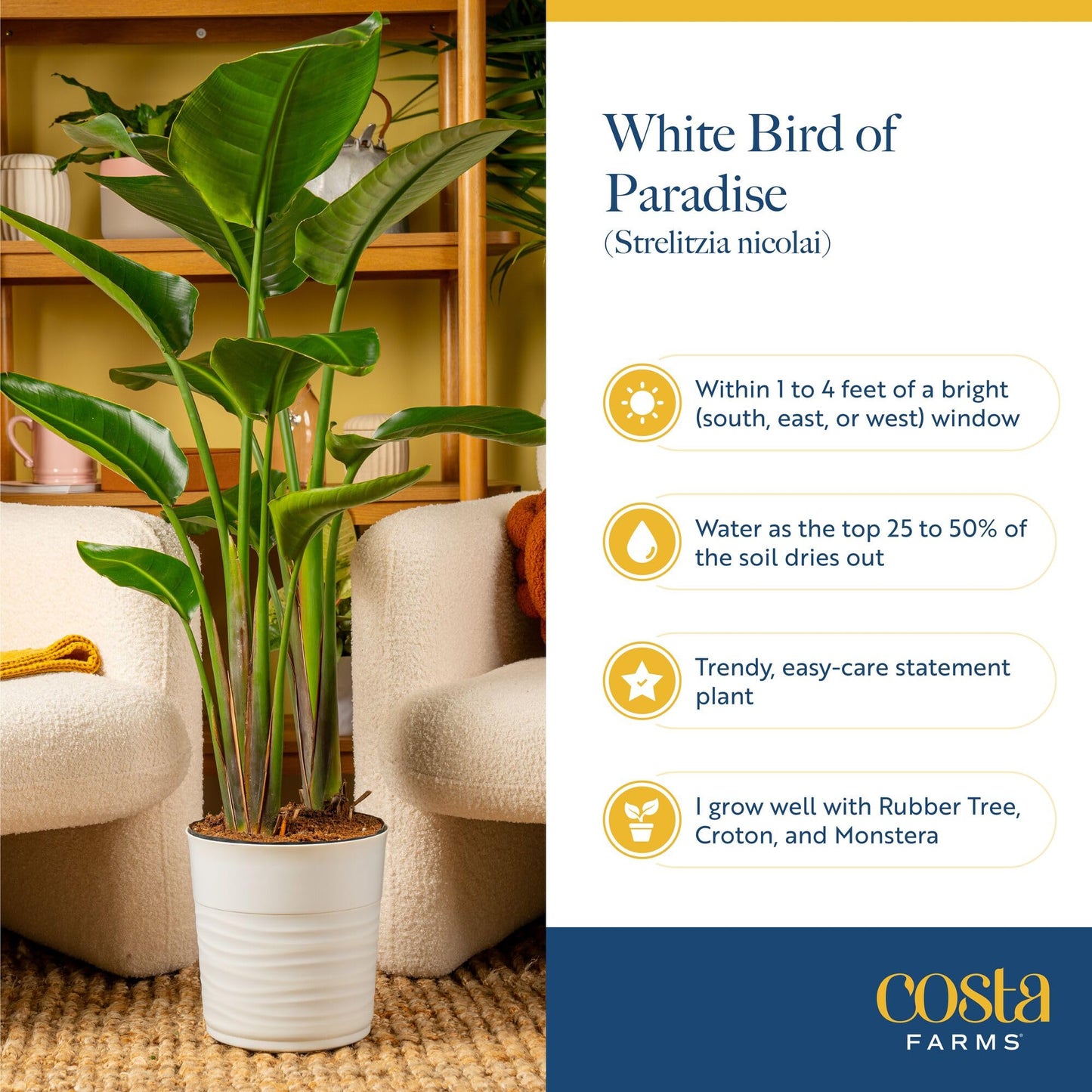 Costa Farms White Bird of Paradise Plant (2-Pack), Live Indoor Plants Houseplants in Indoors Planter Pots, Soil, Housewarming Gift, Living Room, Office, and Home Decor, 2-3 Feet Tall
