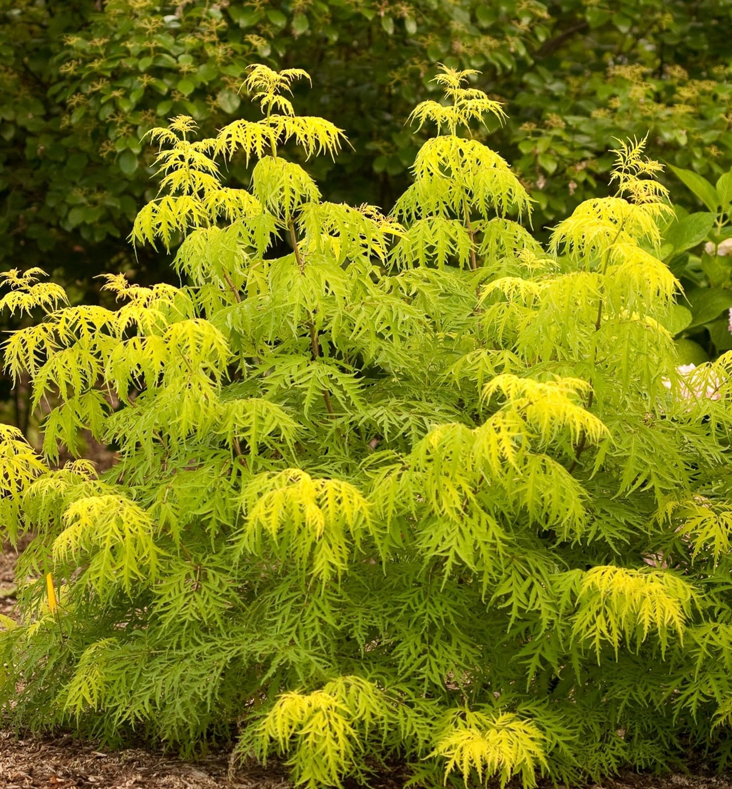 Live Plant - 2 Lemony Lace Elderberry Shrubs - 6-12" Tall Live Plants - 4" Pots - Sambucus