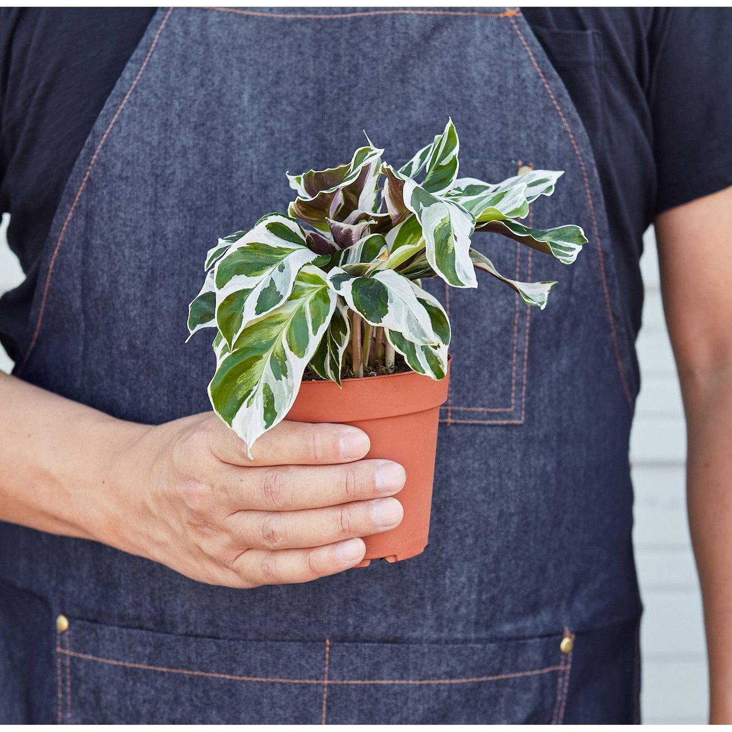 Calathea 'White Fusion' | Live Plant for Indoor & Outdoor | for Living Room, Office, Bathroom | (4" Pot)