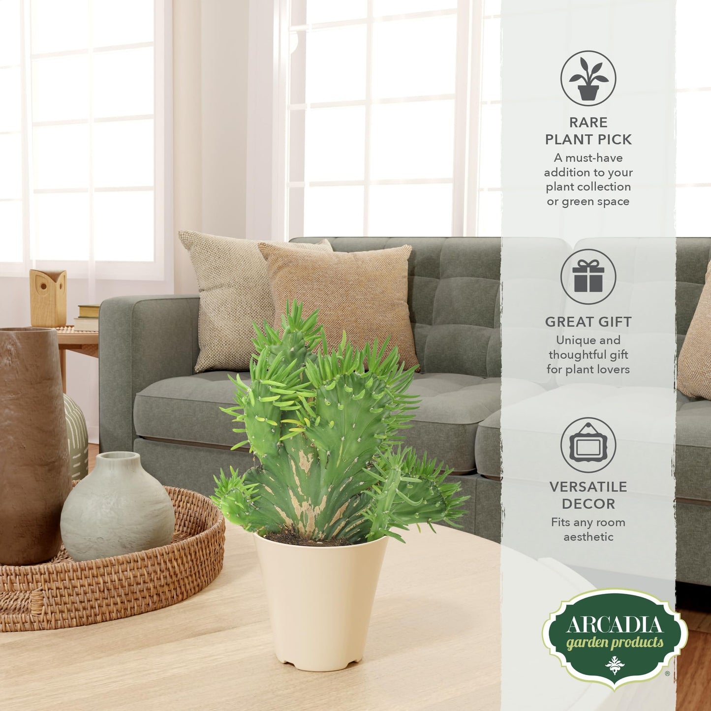 Arcadia Garden Products Live Opuntia subulata ‘Cristata’ Rare Indoor Houseplant in Plastic Pot, Tropical Plant Collector Gift for Home and Garden Decor, 4-inch, Beige