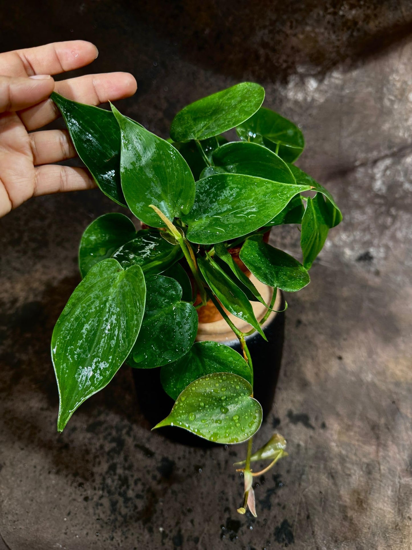 PLANTVERS Heart Leaf Jade Philodendron in a 4" Nursery Pot - Philodendron Hederaceum - Vining Houseplant - Low-Light Indoor Plant - Easy Care Air-Purifying Plant