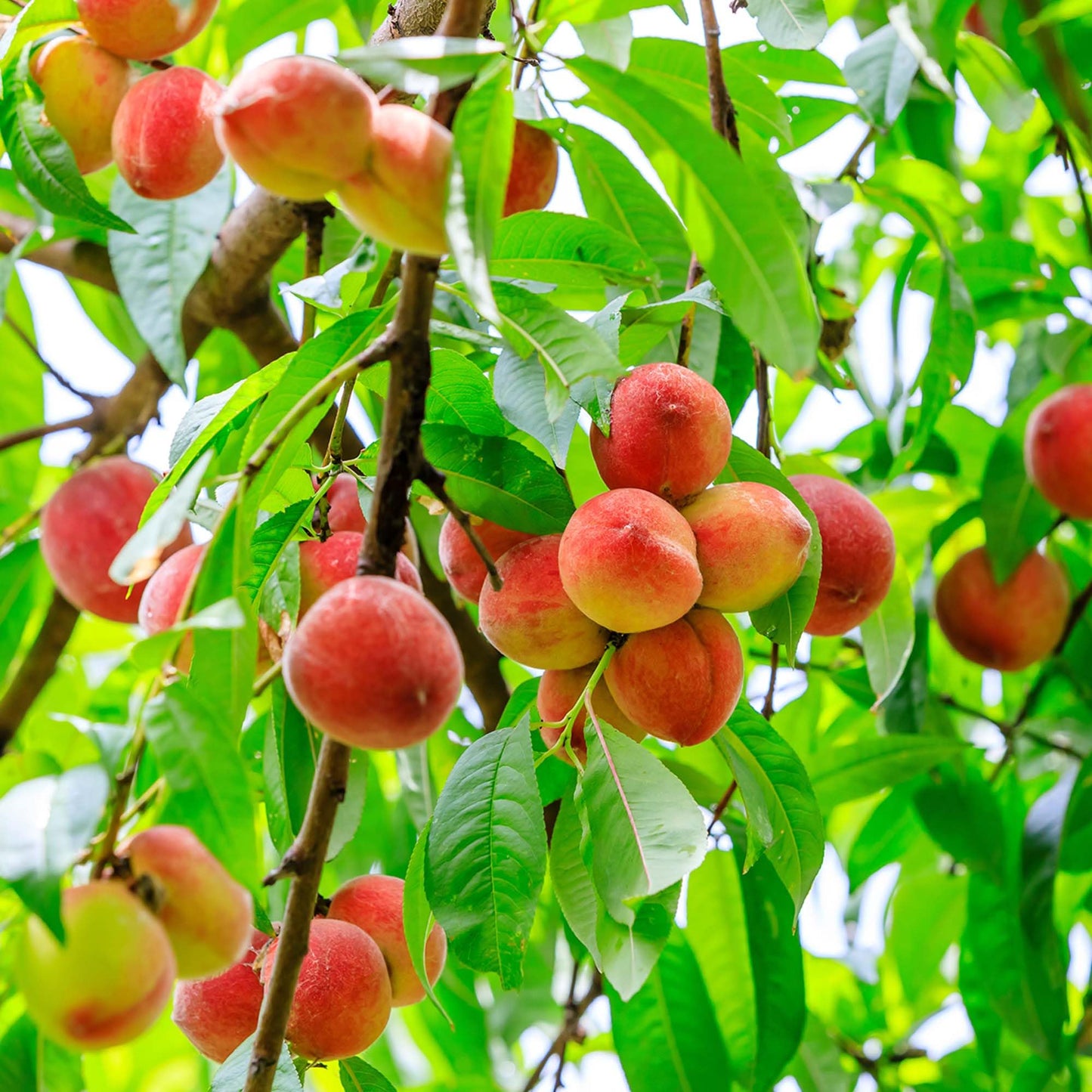 Perfect Plants Contender Peach 4-5 Foot Tree | Live Self Fertile Fruit Producing Freestone Peach Tree with Ample Curb Appeal