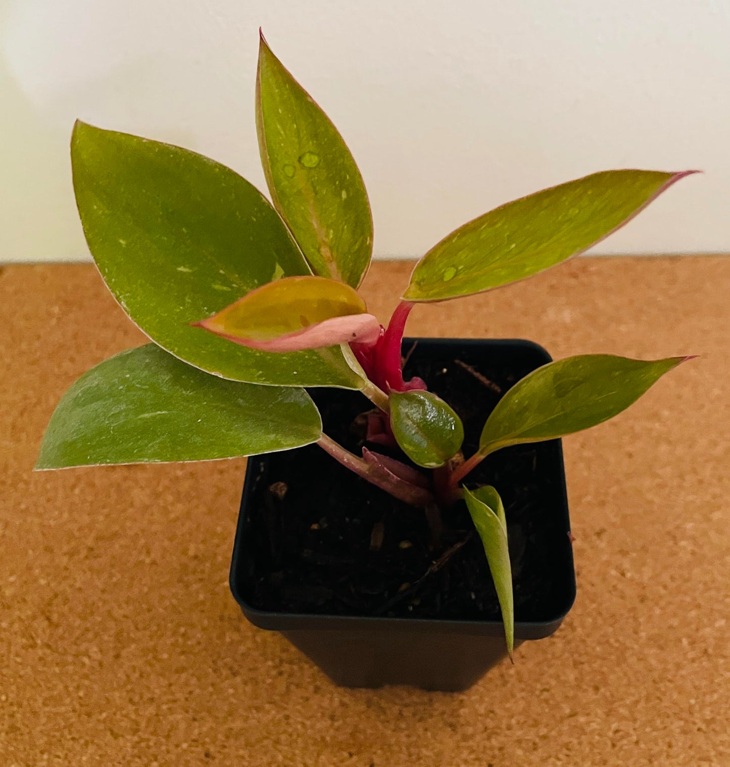 Zomo Garden Philodendron Birkin Pink live plant 2.5"" pot, green