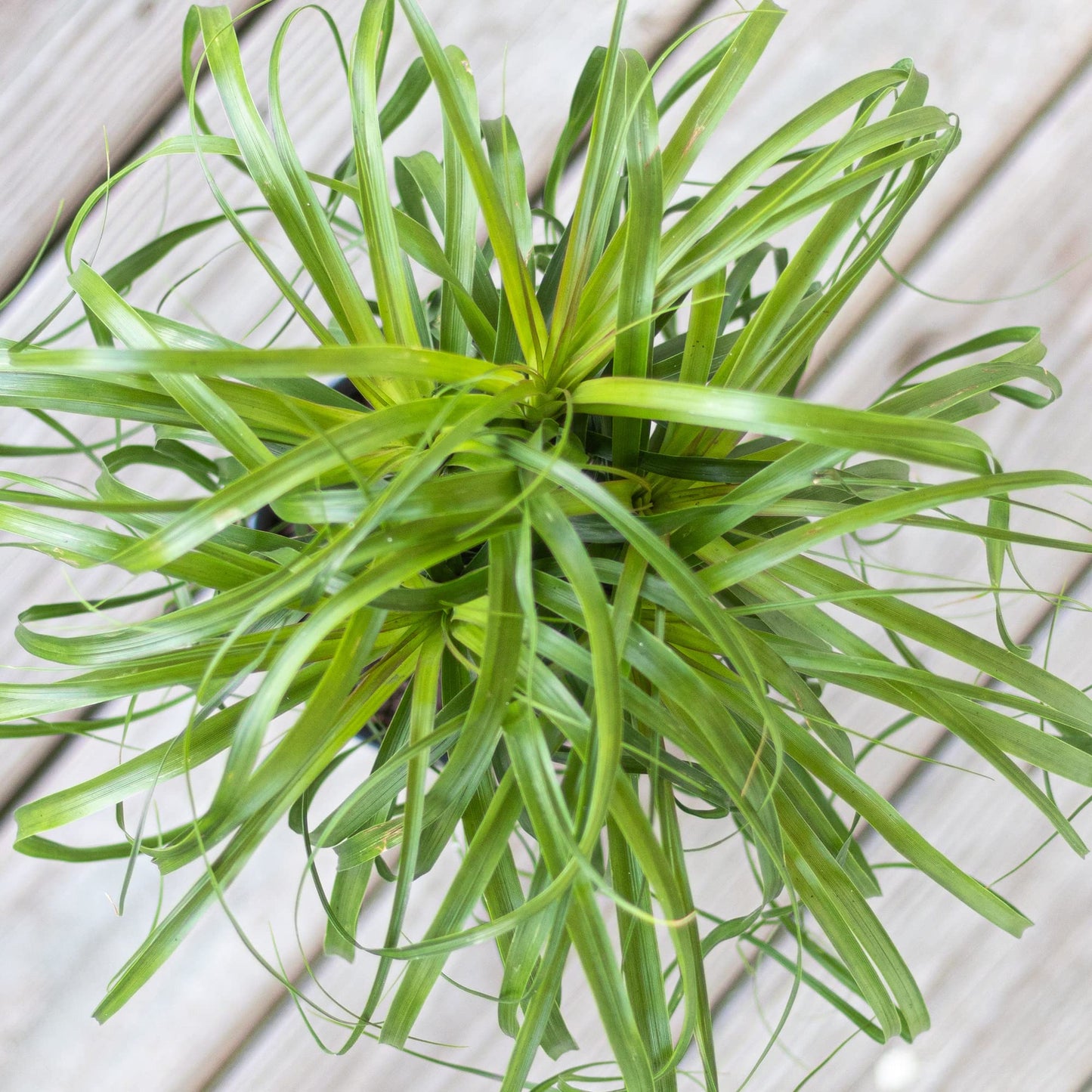 Ponytail Palm Live Plant by United Nursery, 14–16 inches Tall in 6 inch Plant Pot, Easy to Maintain Indoor House Plant for Home, Patio, or Office Decor