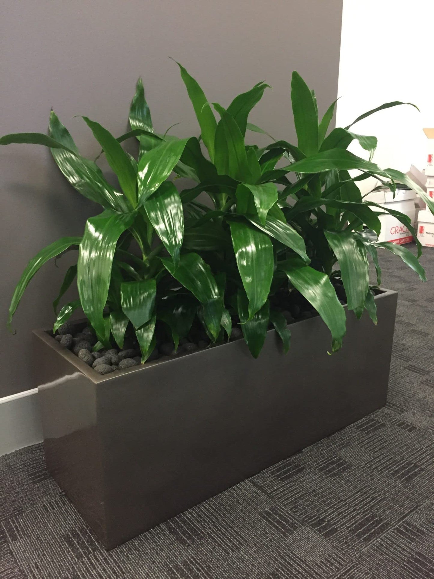 Dracaena Janet Craig - Live Plant in a 6 Inch Pot - Dracaena Deremensis 'Janet Craig' - Florist Quality Beautiful Low Light Indoor Houseplant