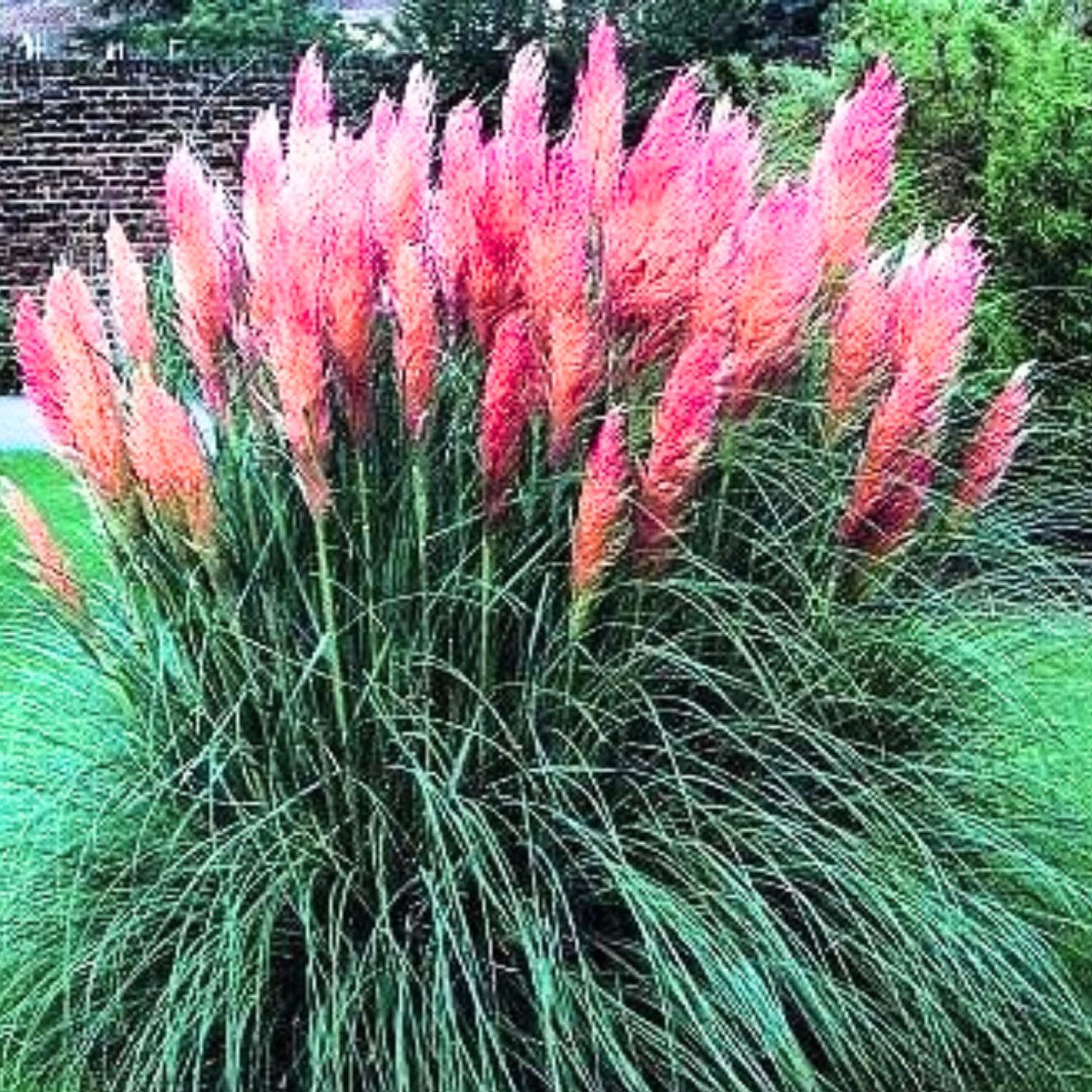 2 Pink Pampas Grass Plants Live, Tall Ornamental Perennial Grass for Landscaping, 5-9 Inch Height Well Rooted
