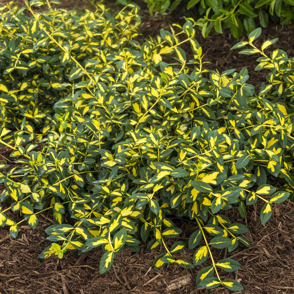 GARDENS ALIVE! - Moonshadow Euonymus Dormant Bare Root Broadleaf Evergreen Groundcover Starter Shrub, One Plant per Offer - Due to restrictions Can't Ship to Maryland or Indiana