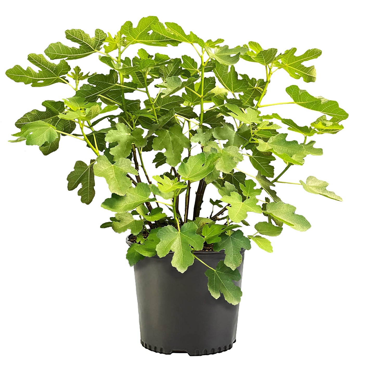Fig 1 Gal. Brown Turkey Fig Plant