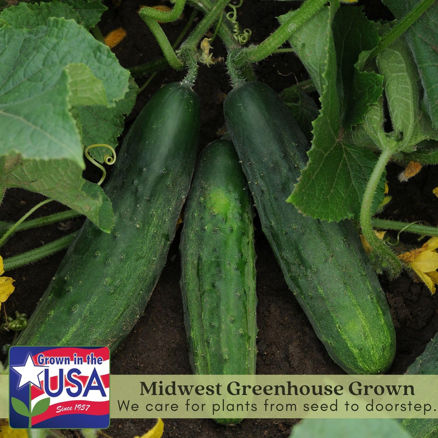 Clovers Garden Cucumber Patio Snacker Plants - Two (2) Live Plants – Non-GMO - Not Seeds - Each 4" to 8" Tall – in 4" Inch Pots - Burpless, High Yield, Compact