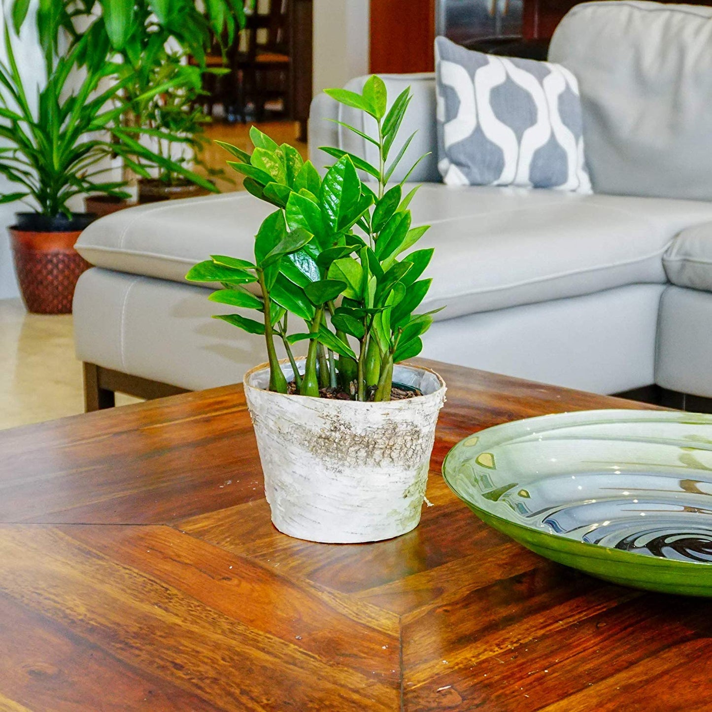 United Nursery ZZ Plant Live 10–14 inches Tall in 6 inch Plant Pot, Easy Care Low Light Indoor House Plant for Home and Office Decor