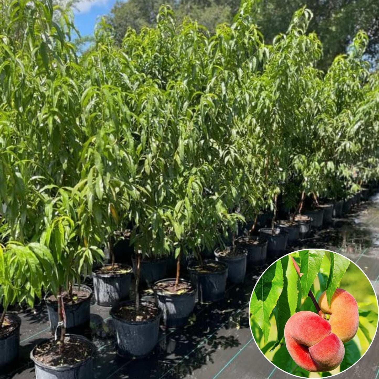 Donut Peach Tree Live Plant, in 3 Gallon Pot, 2 to 3 Feet Tall, Sweet Peach Fruit Tree for Outdoor Planting, No Ship to CA