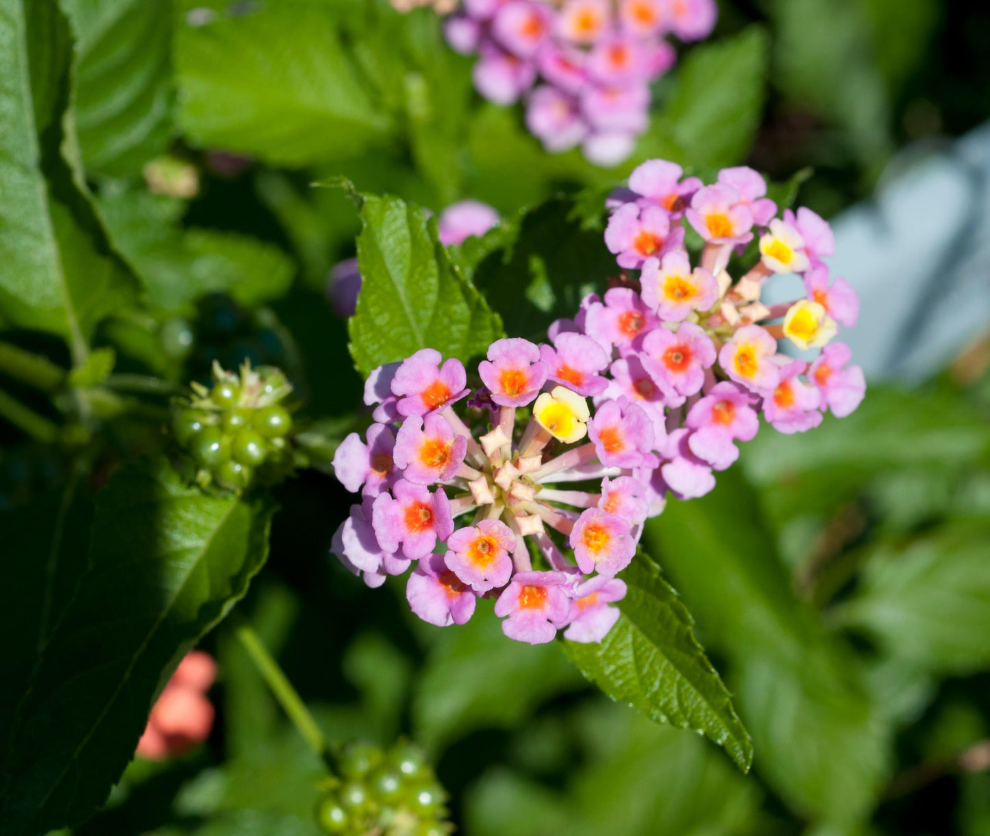 Lantana Plants Live - Pink Caprice Pack of 3 Lantana Live Plants for Planting - 4-6 Inches Tall - Attracts Butterflies, Perfect for Containers, Low Maintenance