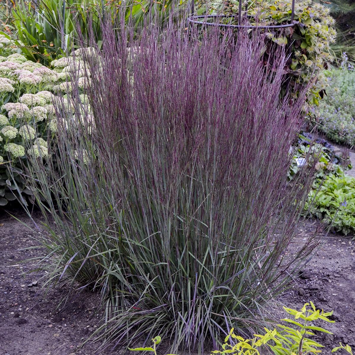 Live Plant from Green Promise Farms - Proven Winners, Schizachyrium scop. Prairie Winds Blue Paradise Little Bluestem, Blue/Purple Flowers - #1 Gallon Size Container
