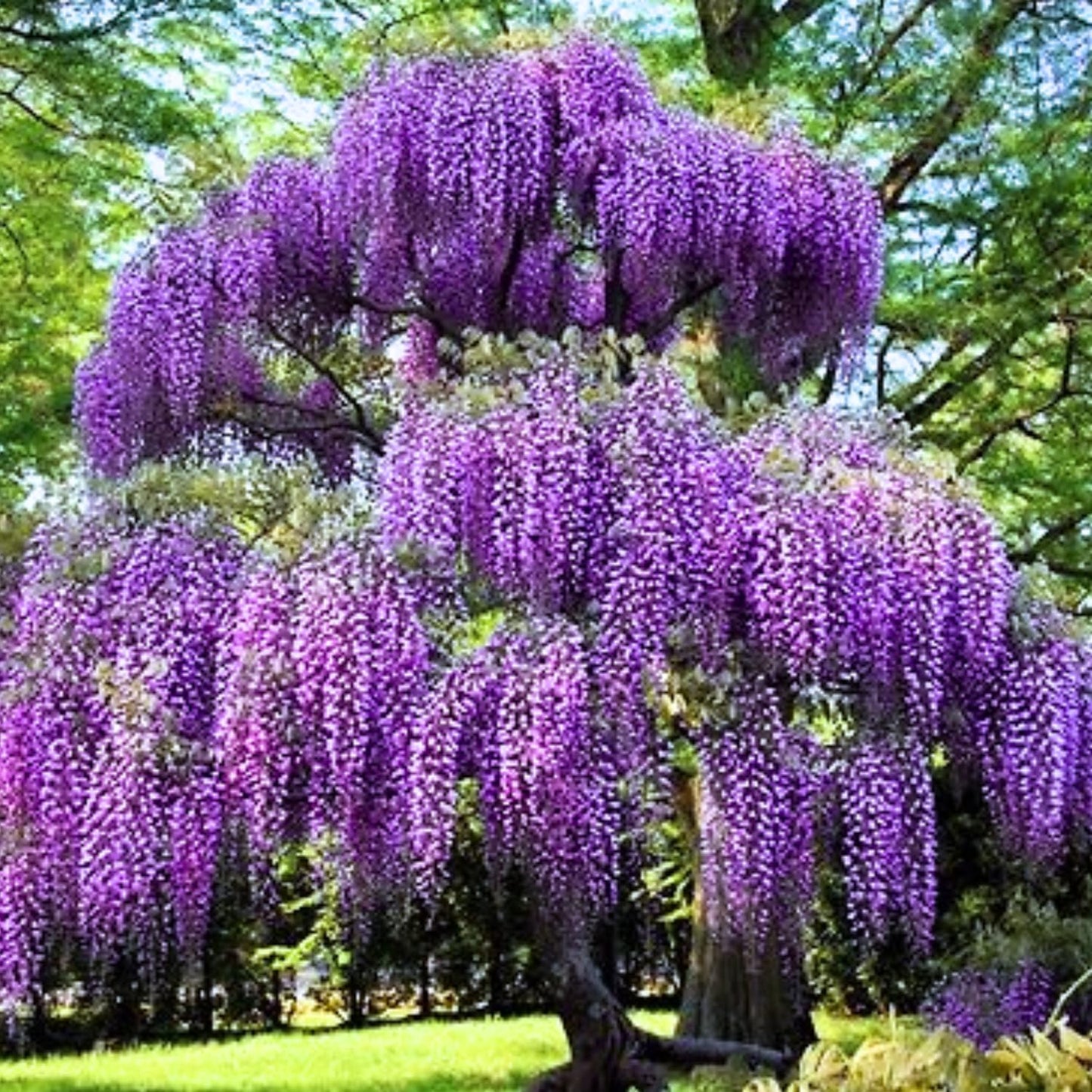 Purple Wisteria Tree Live Plant, Purple Wisteria Plant Live 6-12 Inc Height, in Pot, Wisteria Vine Live Plant, Fragrant Flowers