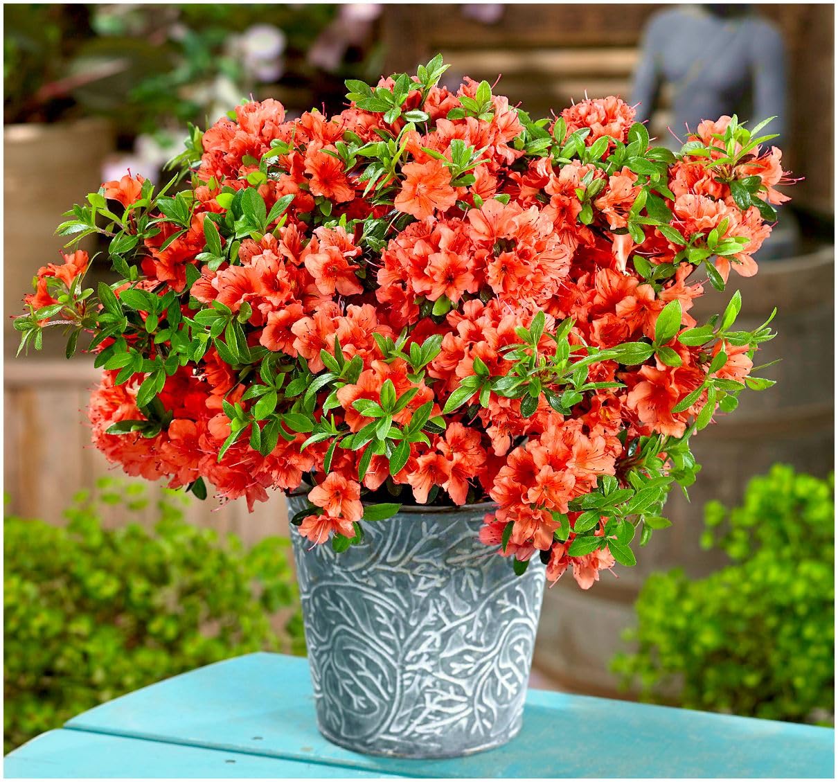 GrowOn Shrubs [x4] Dwarf Japanese Azalea Collection | Variety-Pack | Evergreen Shrubs | Outdoor Garden Ready Plants | Spring Flowering | Red, Orange, Purple, White Flowers