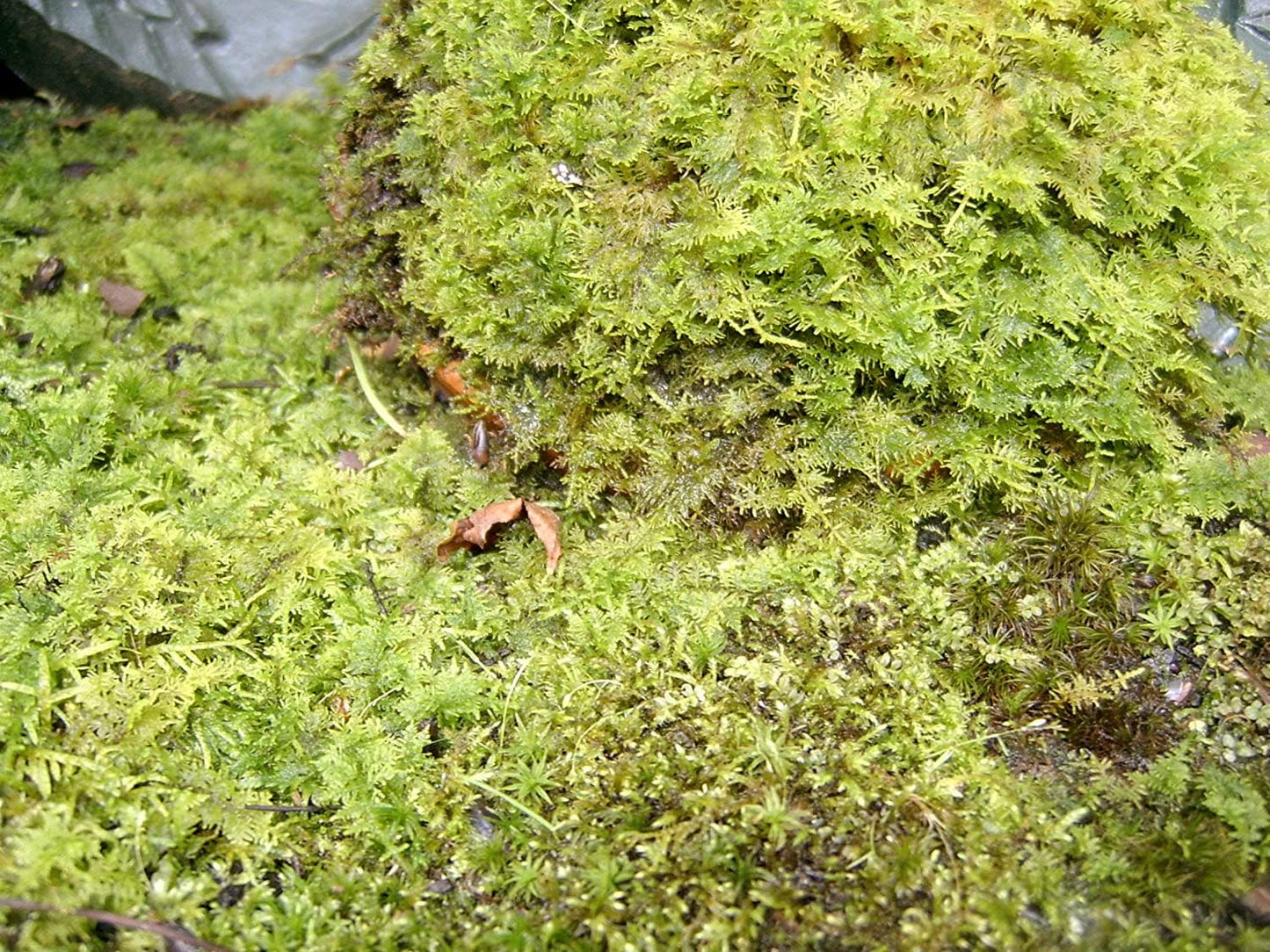 Living Mixed Moss Perfect for terrariums, Bonsai and kokedamas 9"x12" Sheet