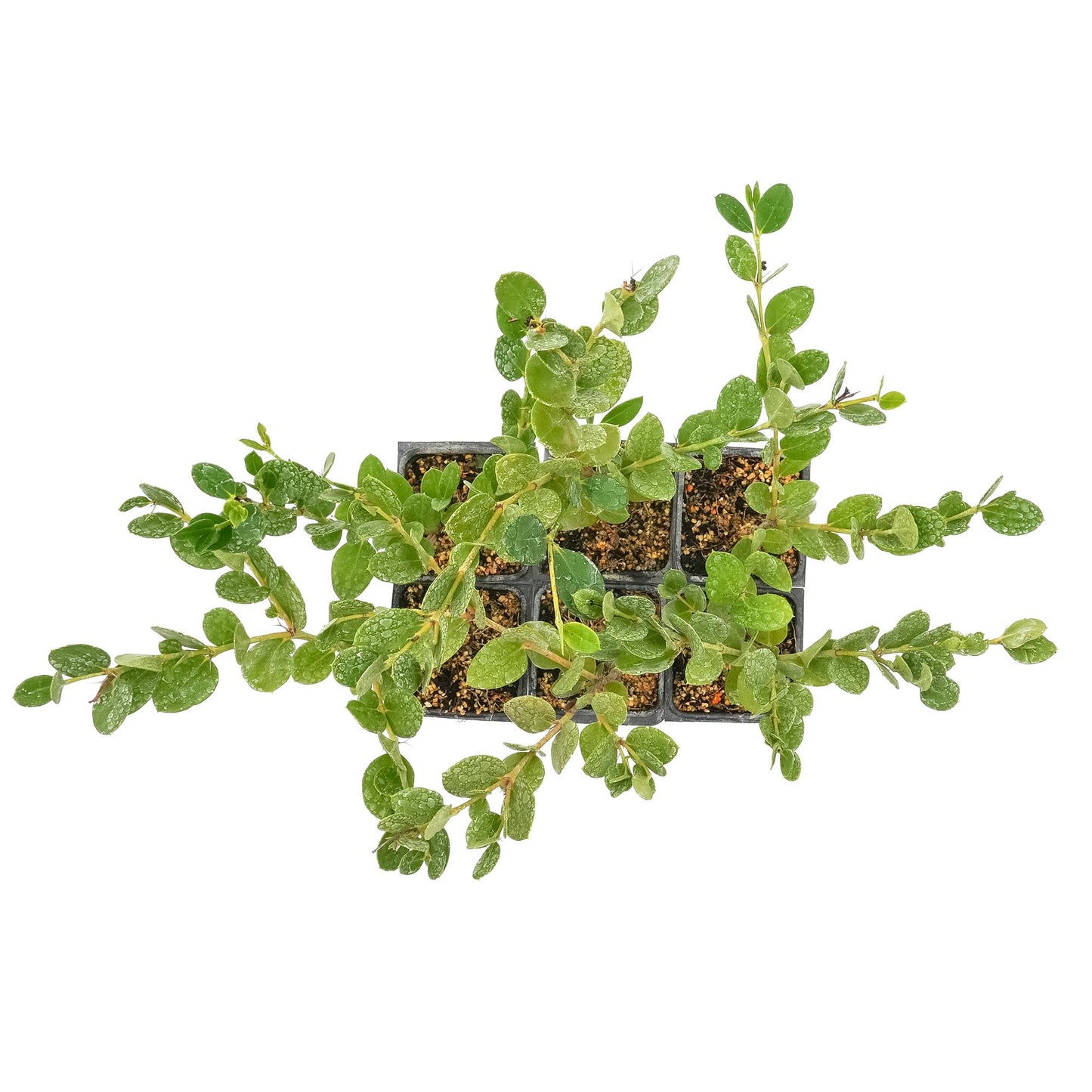 6 Green Carpet Natal Plum in 3.5" Nursery Cubes | Carissa ‘Green Carpet’ | Low-Growing Evergreen Groundcover for Landscapes, Slopes & Borders | Live Starter Plants