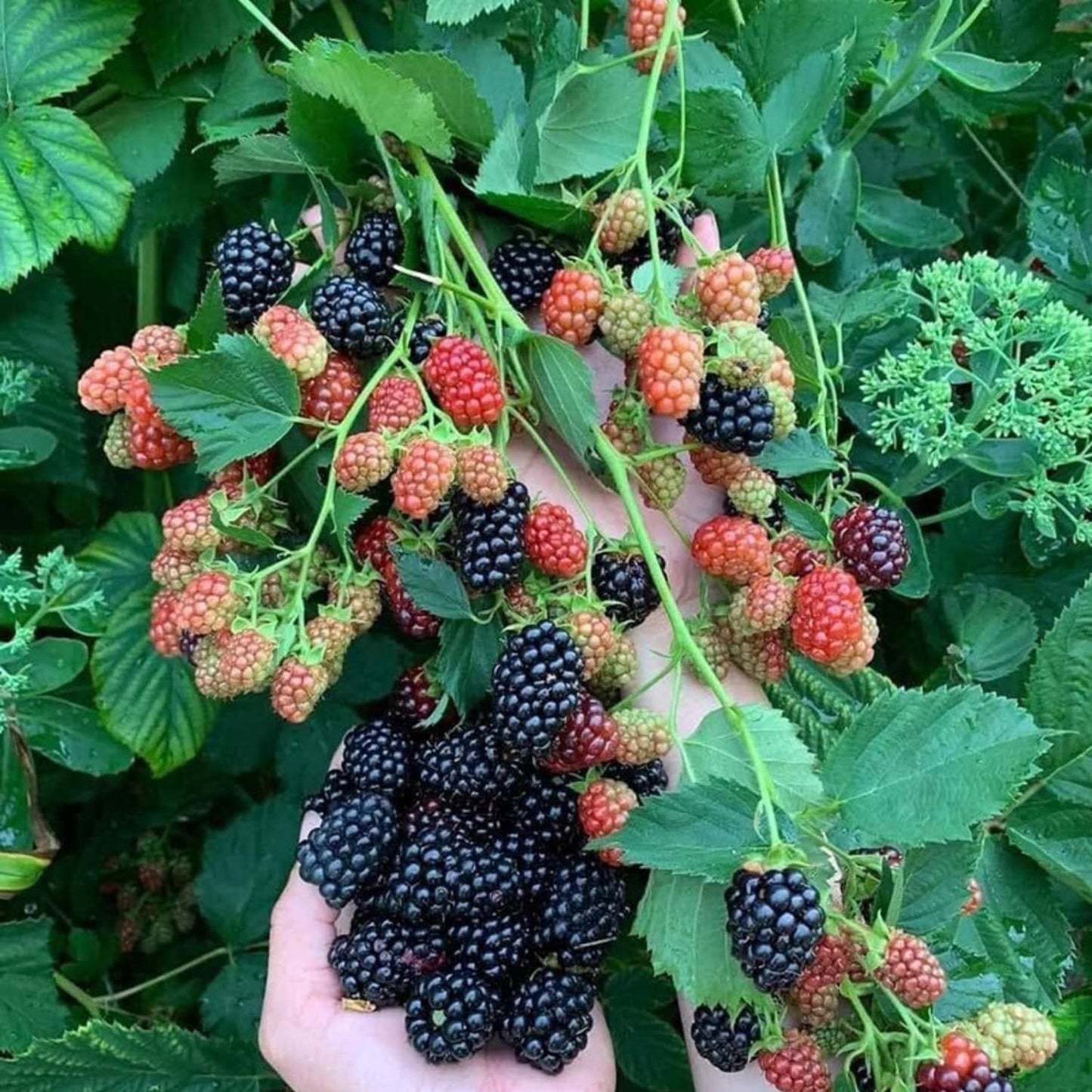 2 Boysenberry Tree Plant Live, Sweet Boysenberry Tree 4-6 Inc, Edible Fruit Plant for Outdoor Landscape