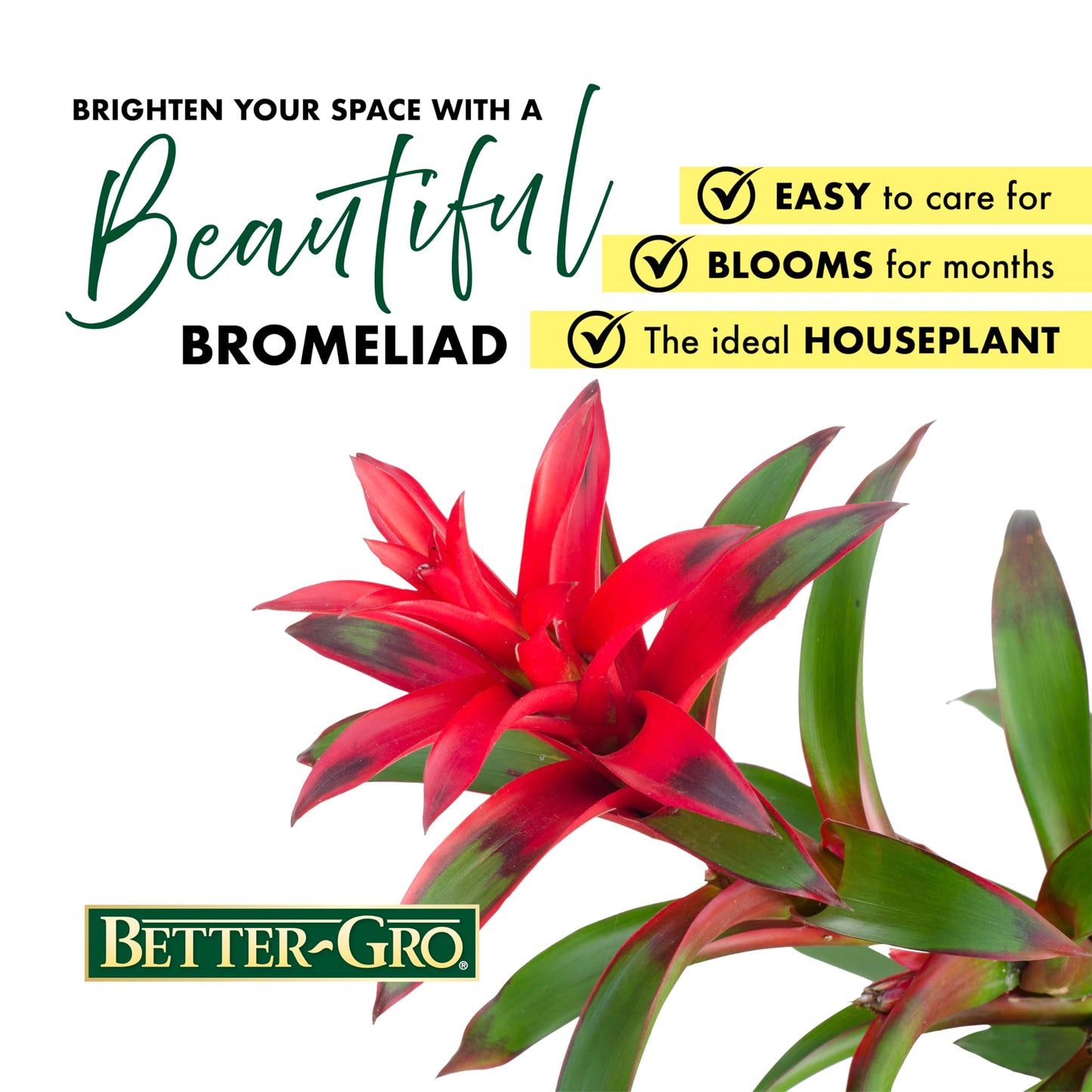Better-GRO Bromeliad Hanging Kokedama – Indoor/Outdoor Decorative Planter, Low Maintenance Houseplant, Unique Home Decor - 12” Tall