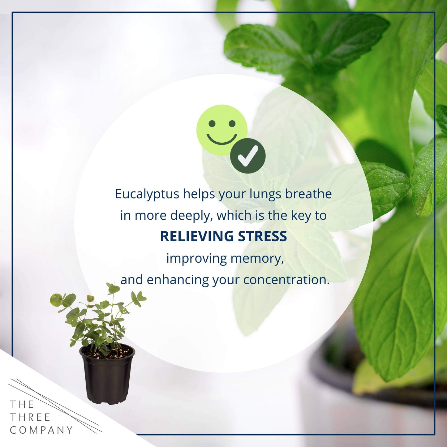 Live Aromatic and Healthy Herb - Eucalyptus (4 Per Pack), Improved Breathing and Air Quality, 10" Tall by 3" Wide