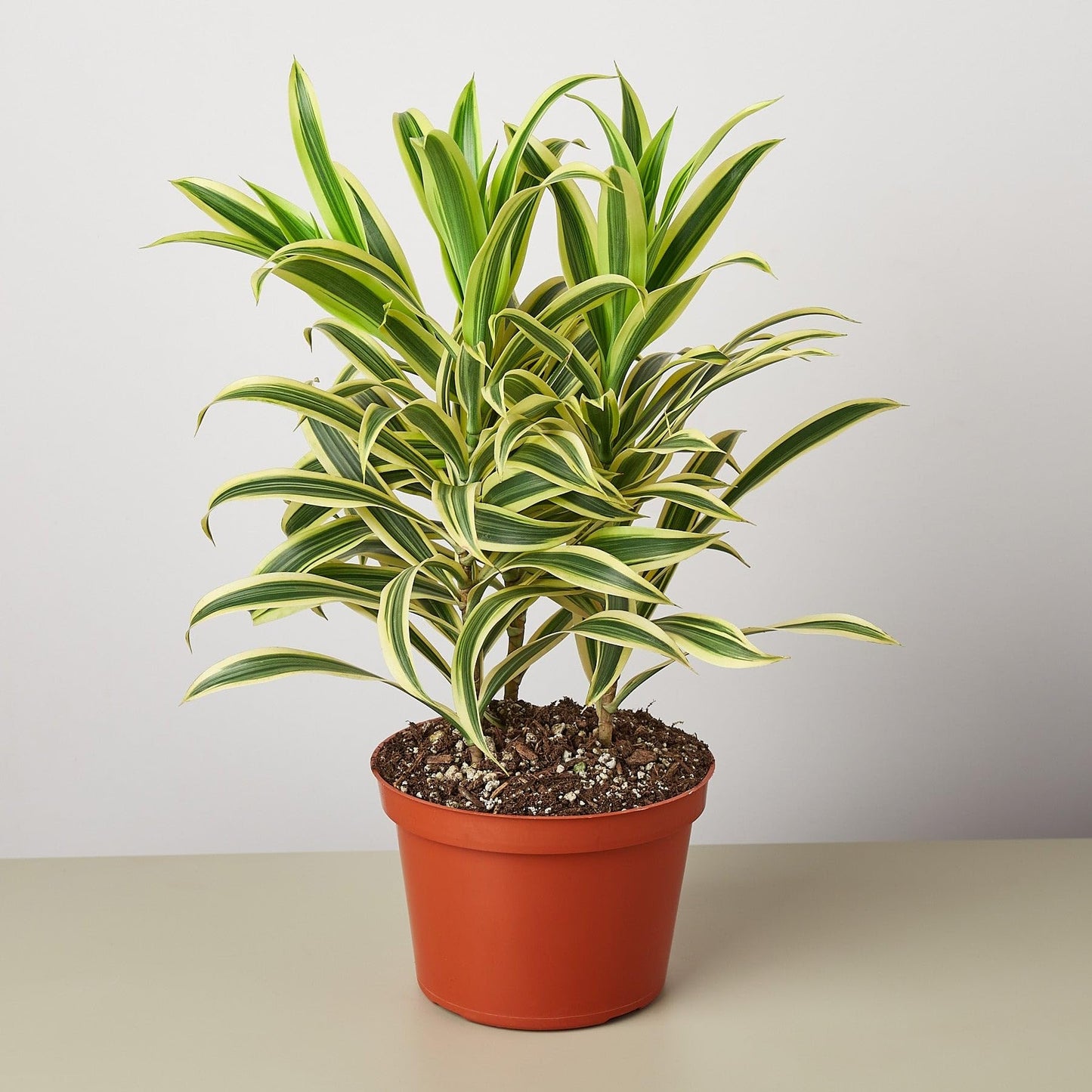 Dracaena 'Song of India' | Live Plant for Indoor & Outdoor | for Living Room, Office, Bathroom | (6" Pot)