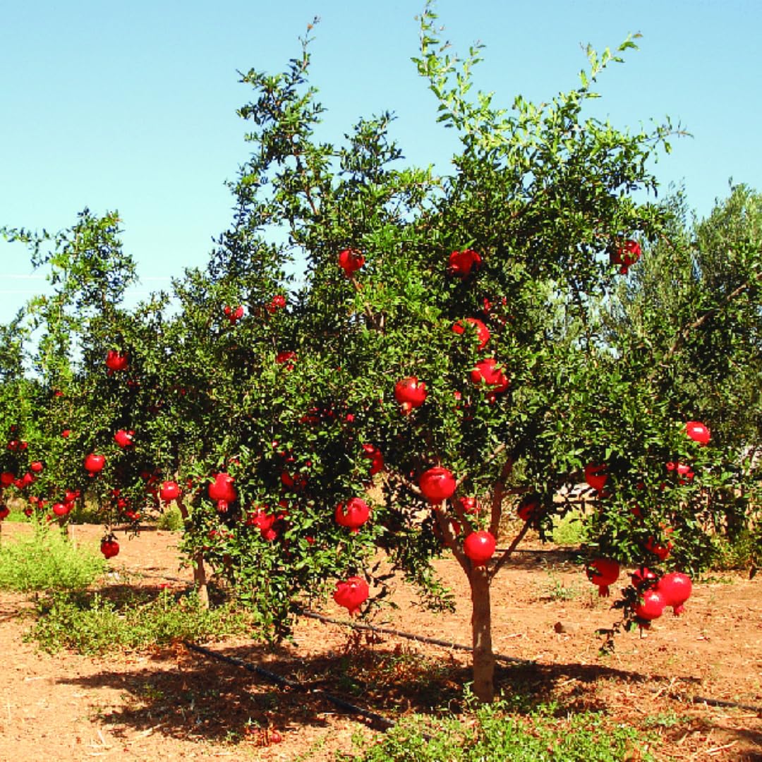Sweet Pomegranate Tree Live Plant, 5 to 8 Inch Tall, Pomegranate Fruit Tree, Outdoor Plant, Edible Fruits