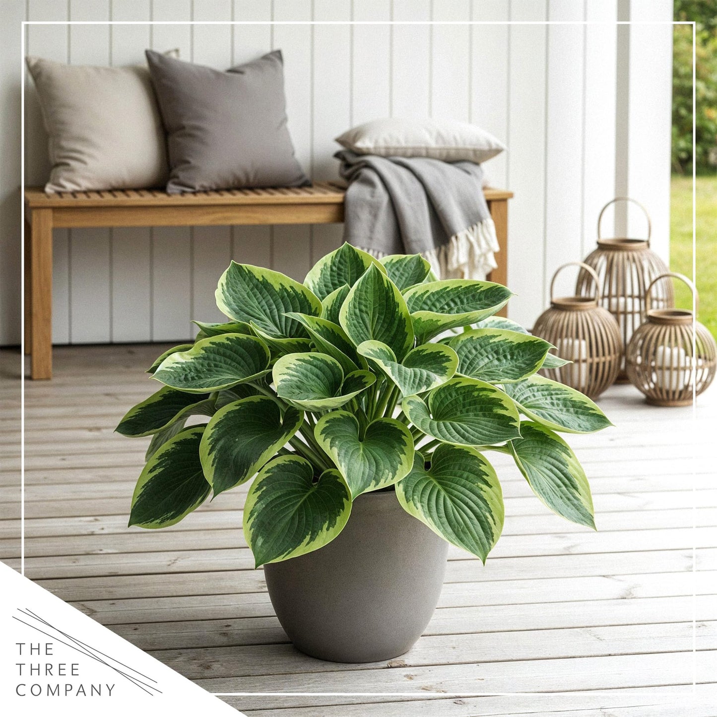 Live Perennial Hosta - Francis Williams (3 Plants Per Pack) Beautiful Accent Plant, 10" Tall by 4" Wide in 1 Qt Pot