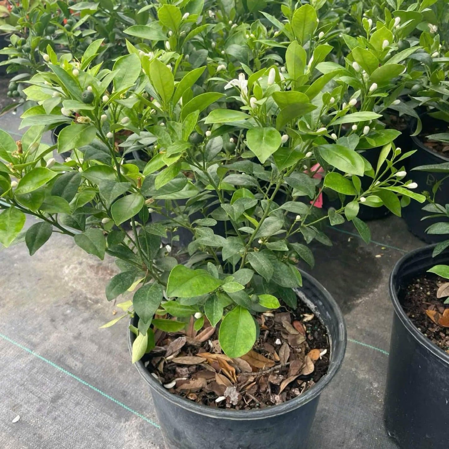Calamansi Tree in 3 Gallon Pot, Fruit Bearing Live Calamondin Citrus Fruit Plant, Calamansi Kalamansi Tree for Planting Patio Garden