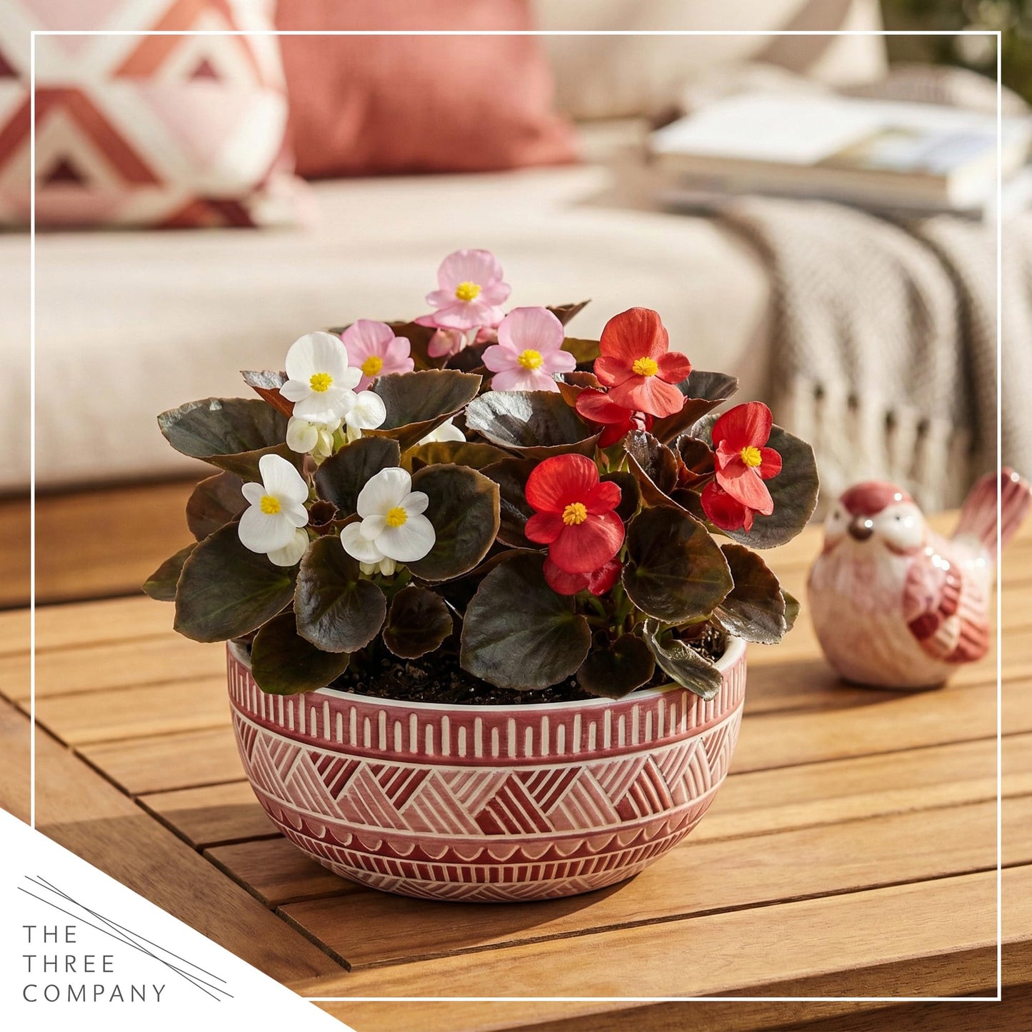 Live Begonia - Dark Leaf Assorted (4 Per Pack), Beautiful Shade Annual, Ships 8" Tall by 4" Wide in 1 Pt Pot