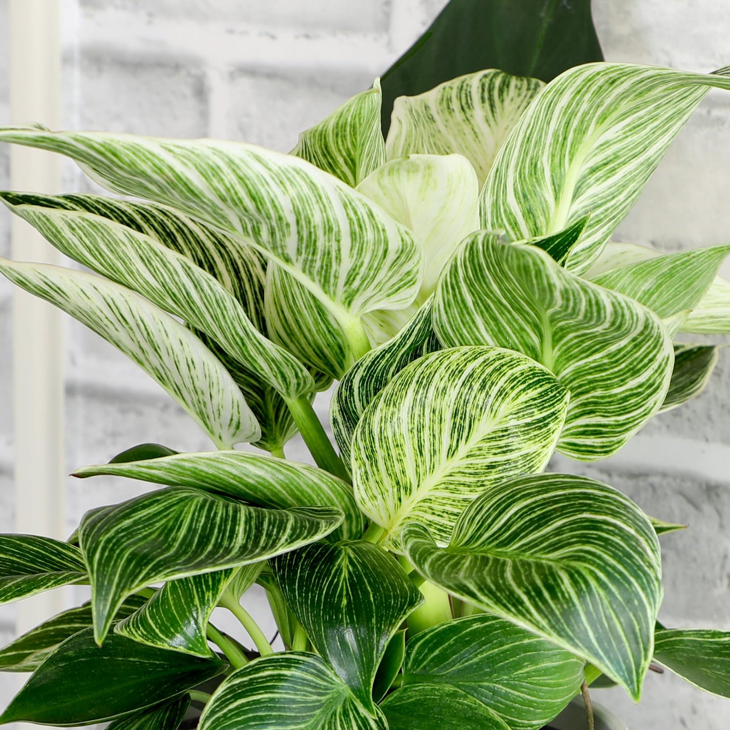 Variegated Philodendron Birkin Houseplant, Powerful Air Purifying Plant, Easy to Grow, Upright Philodendrons, Popular Live Indoor Plants, 6 in. Grower Pot