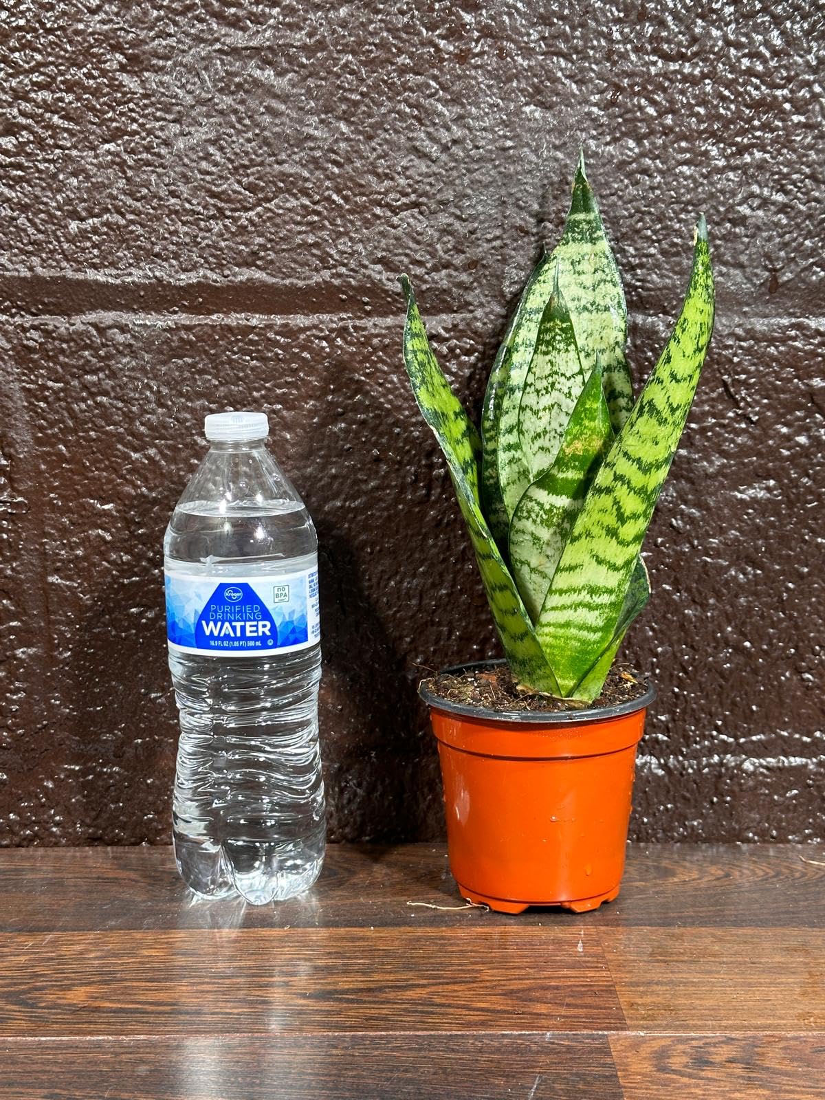 PLANTVERS Sansevieria Zeylanica Snake Plant in a 3 Inch Nursery Pot - Live Green Snake Plant - Mother-in-Law Tongue - Low Light Houseplant - Air Purifier Indoor Plant - Office Plant