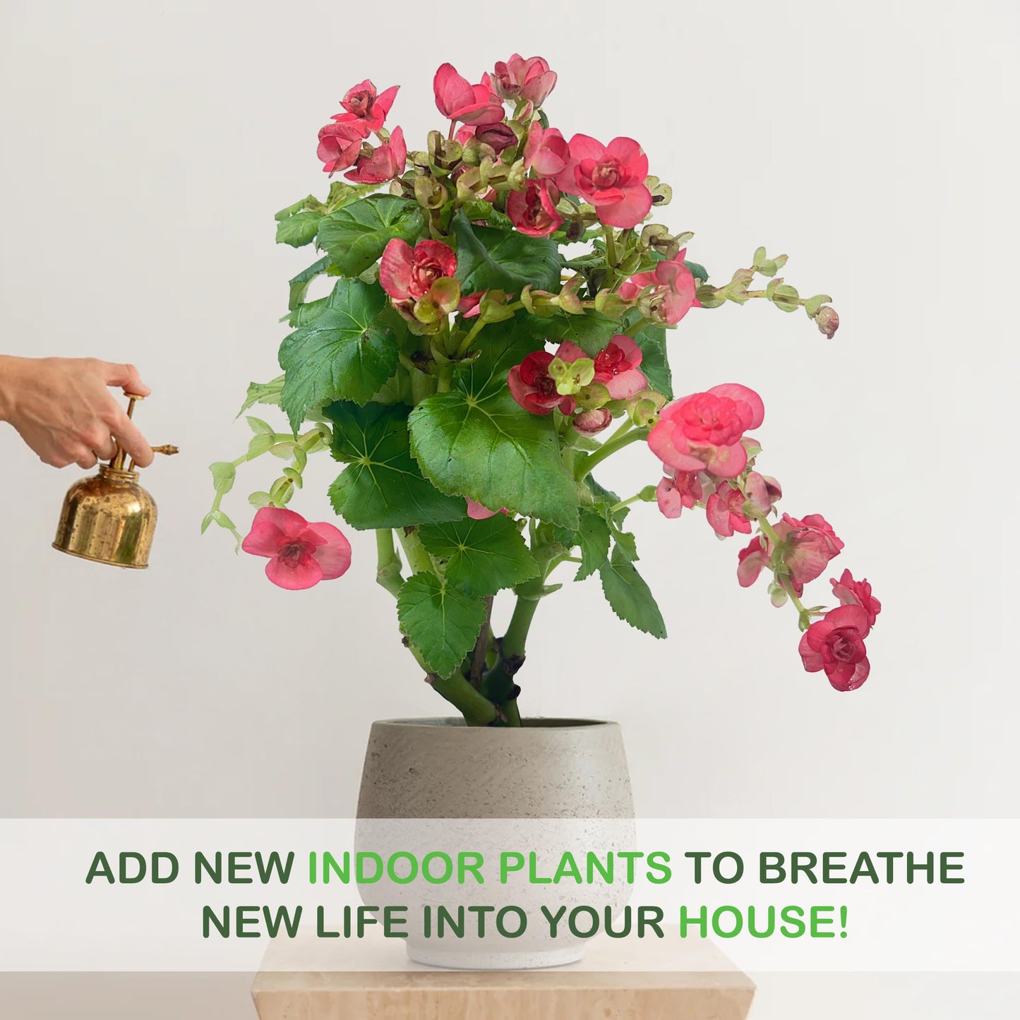 LEAL PLANTS ECUADOR Begonia Pink Special (Pack of 2) – Attractive Indoor Plant,Easy Care, Air-Purifying House Plant for Wellness & Home Decor, Office Desk, Unique Sustainable Gift for Plant Lovers