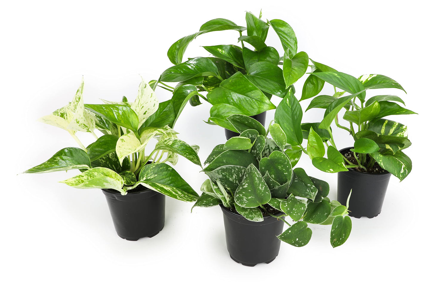 Altman Plants Live Pothos Plants (4PK) and Easy to Grow Houseplants (Pack of 6) Indoor Plants in Containers